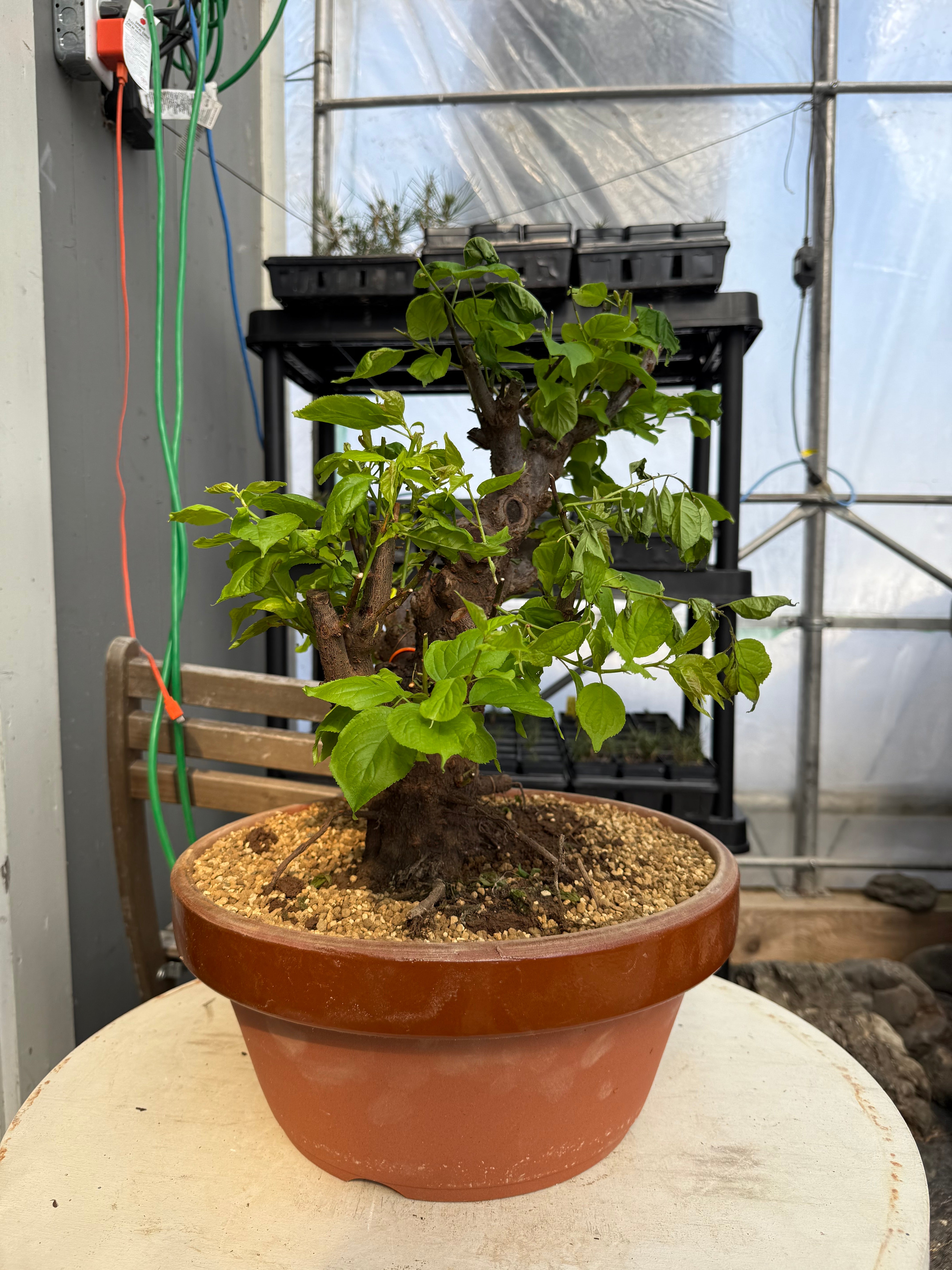 Prunus mume 'Gǔ lǐ hóng'