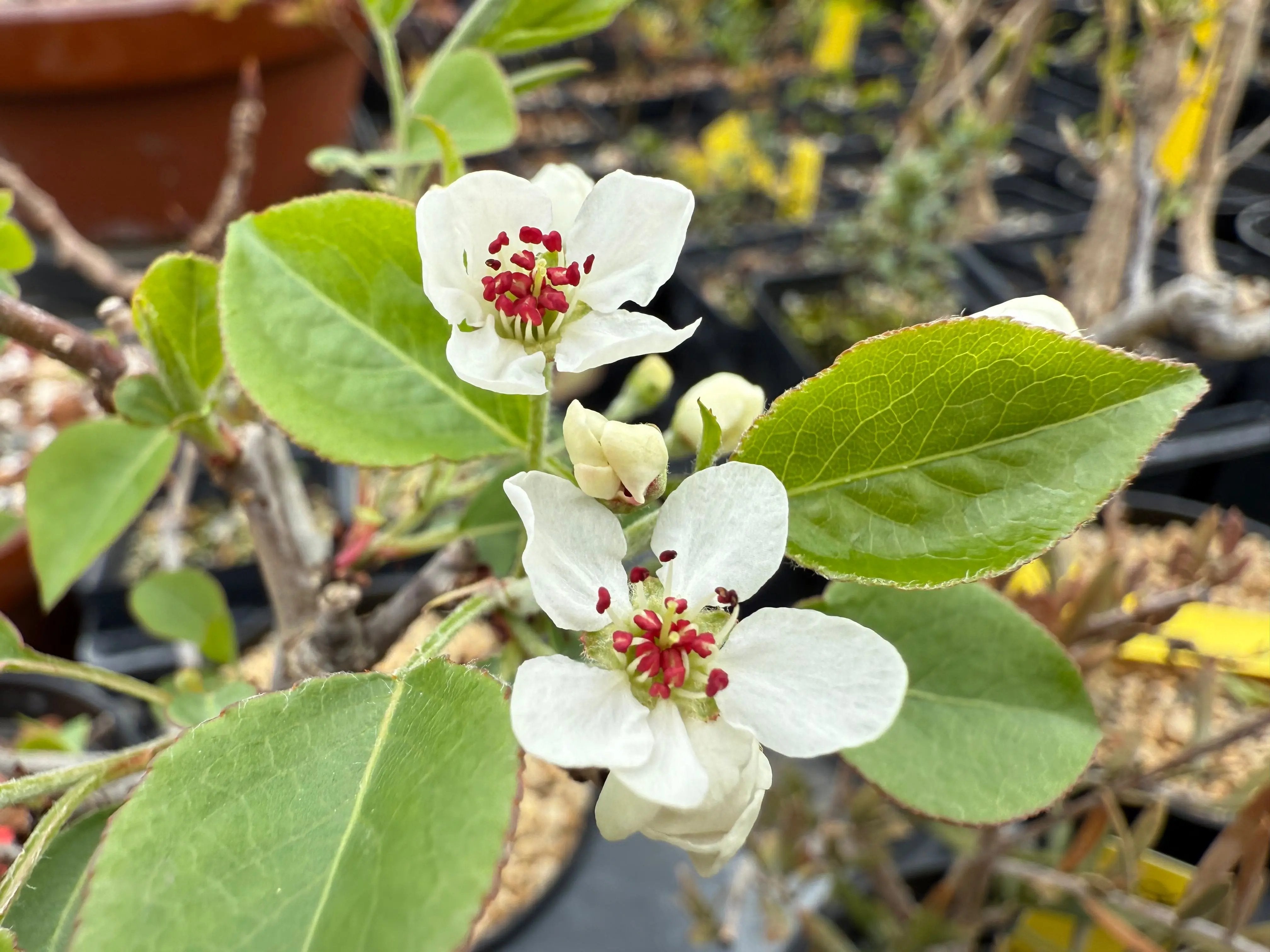 Pyrus ussuriensis (dwarf) Species List