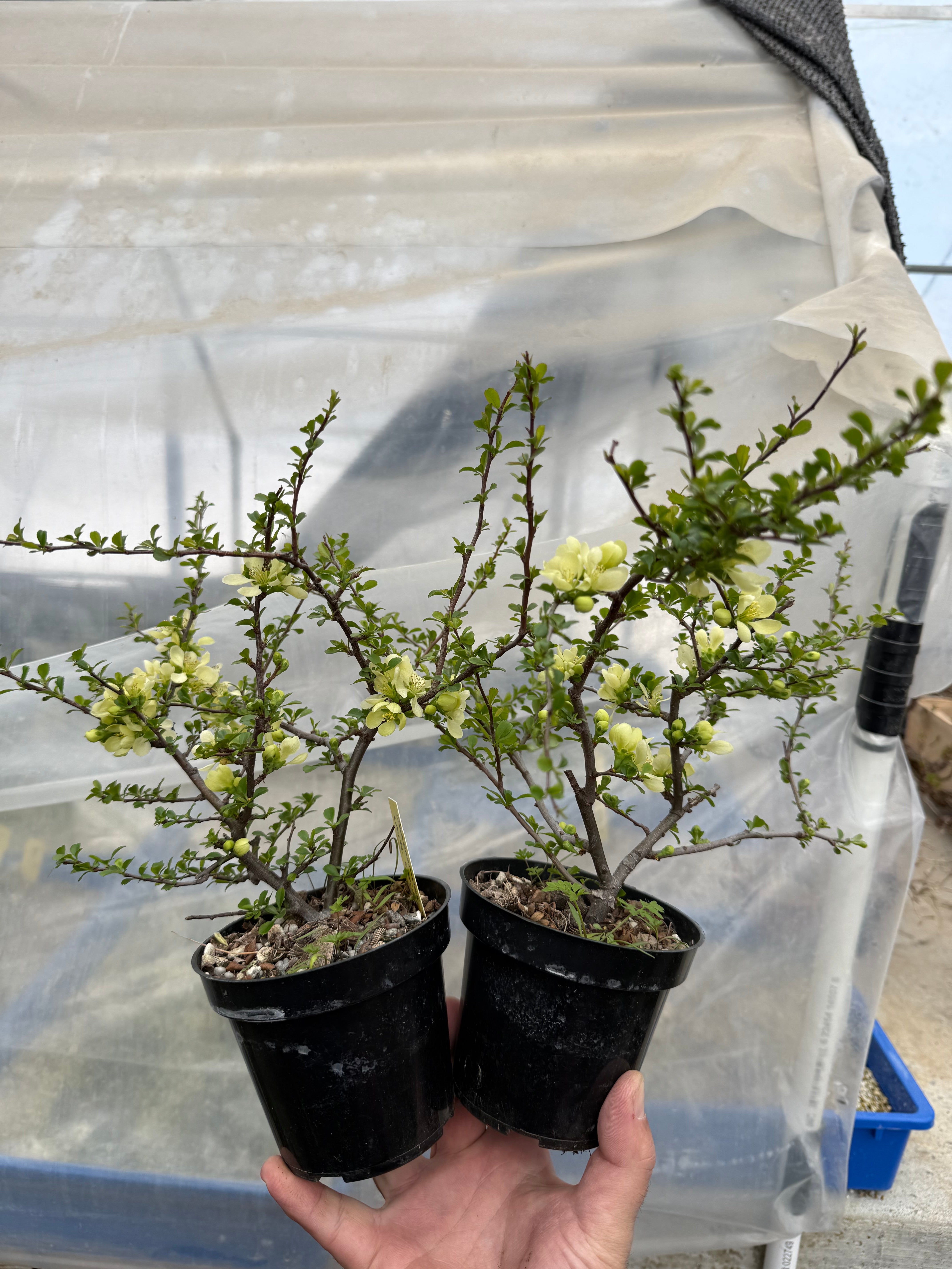 Chaenomeles japonica (white)