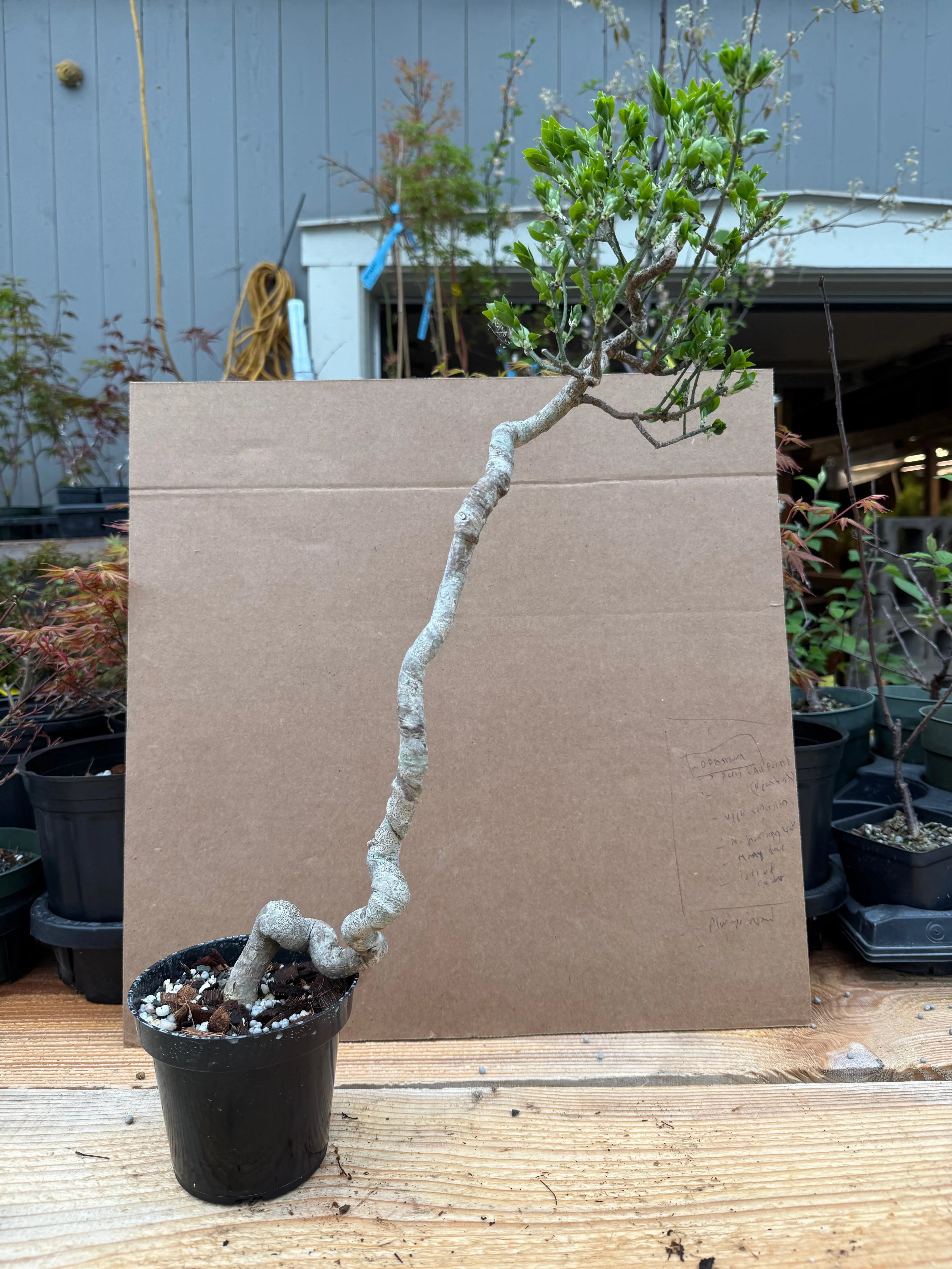 Euonymus Canada Bonsai