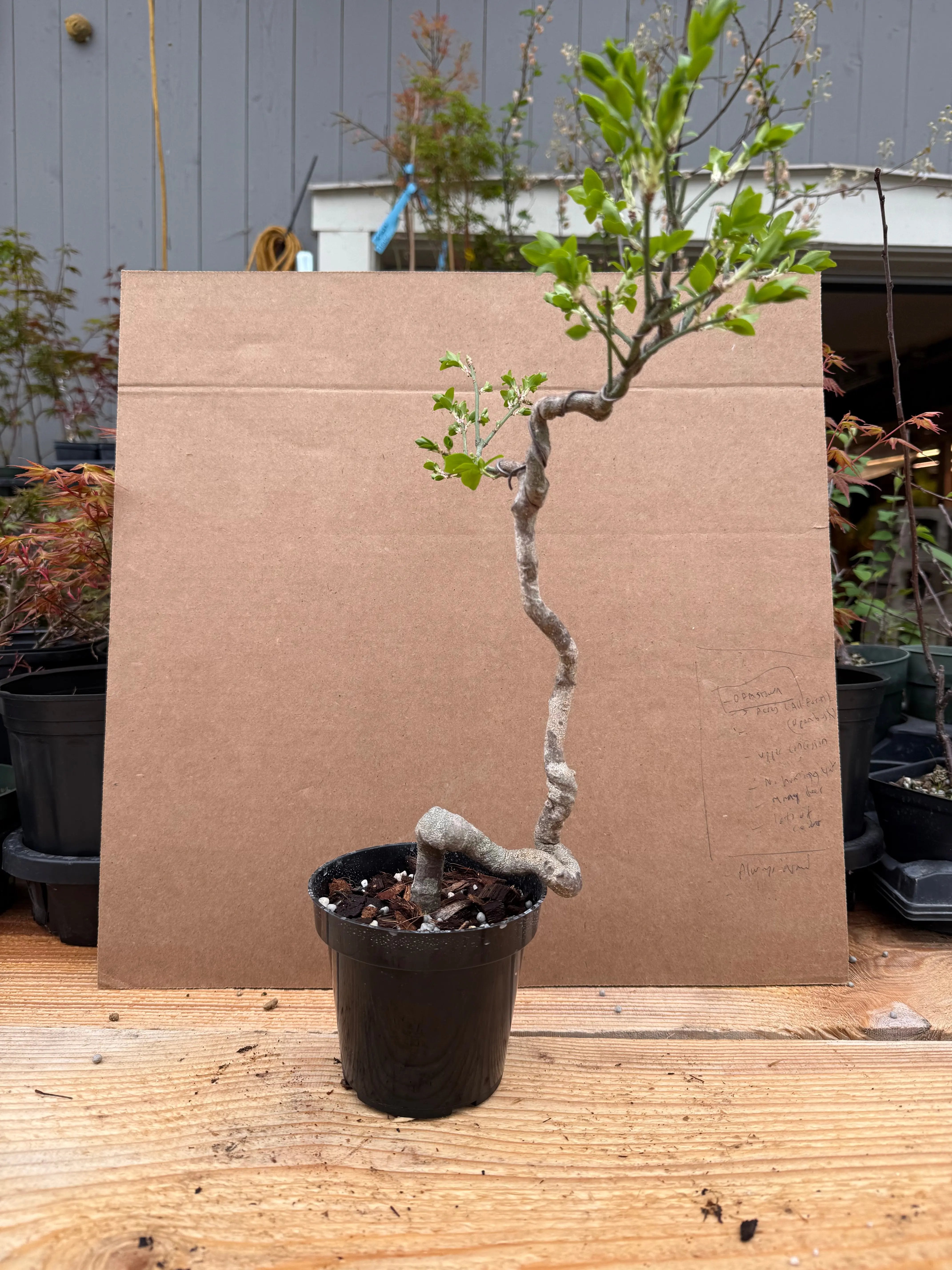 Euonymus Canada Bonsai