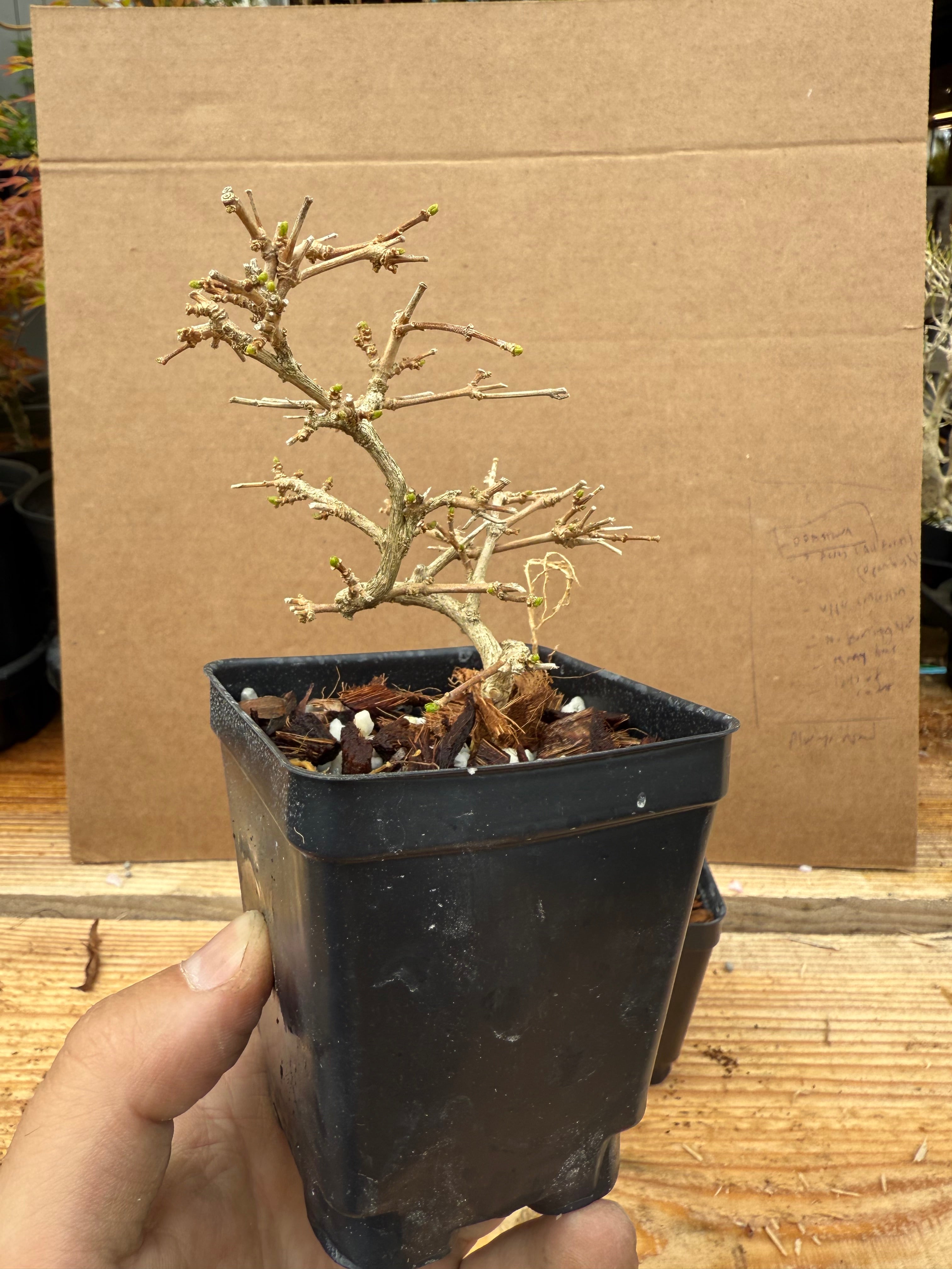 Premna japonica (small)