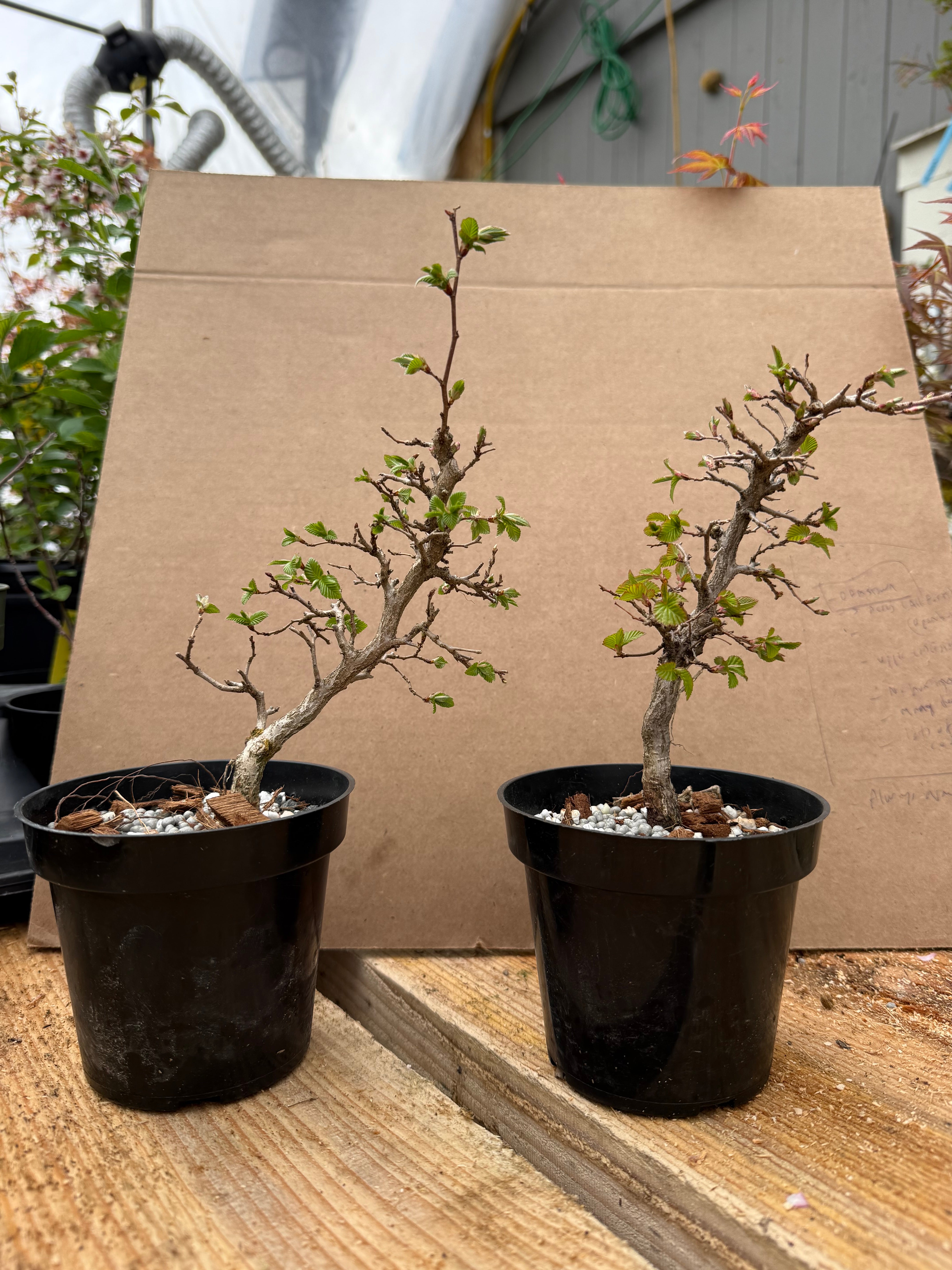 Carpinus turczaninowii