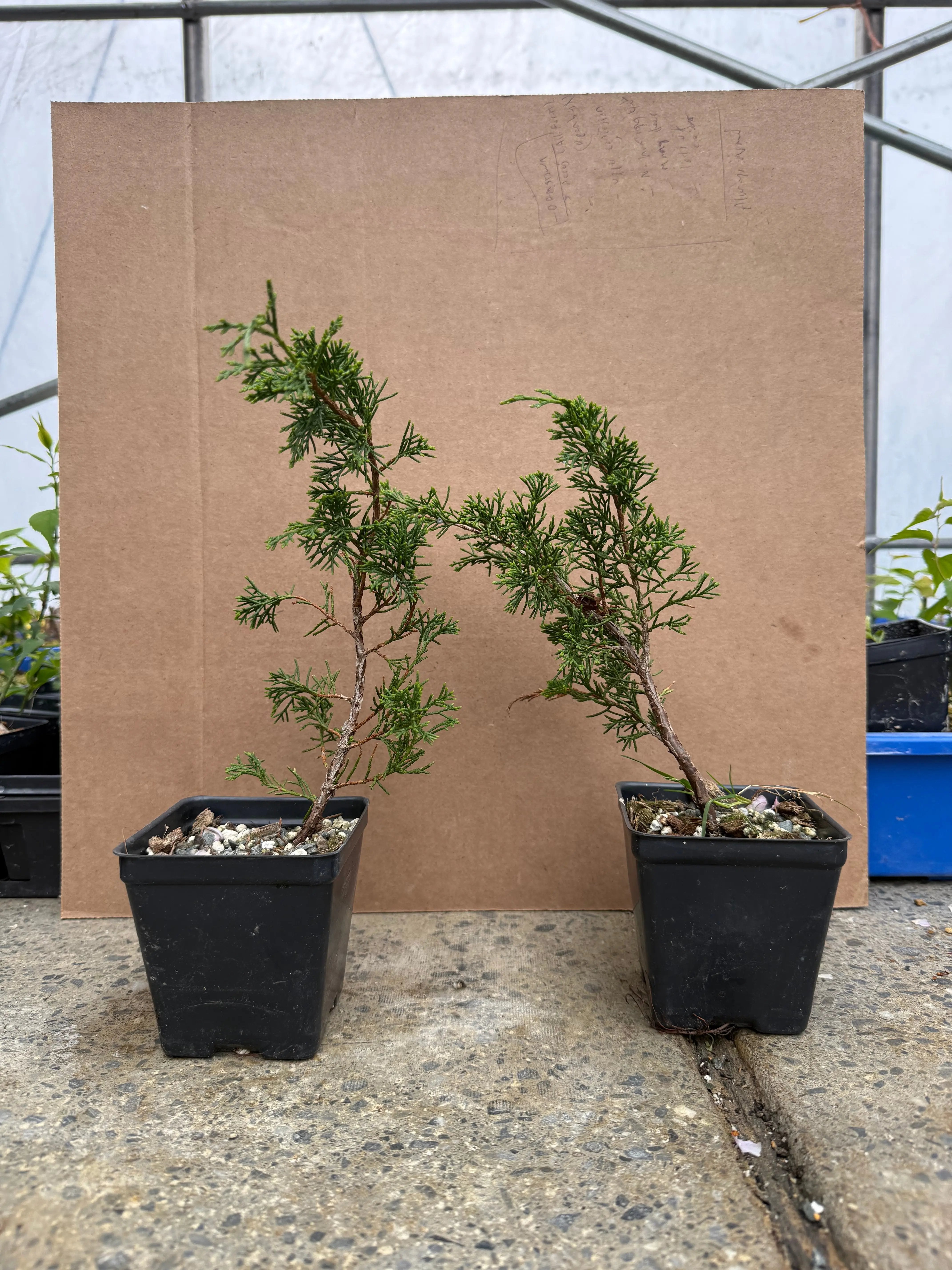 Juniperus (Shimpaku) (tall) Canada Bonsai