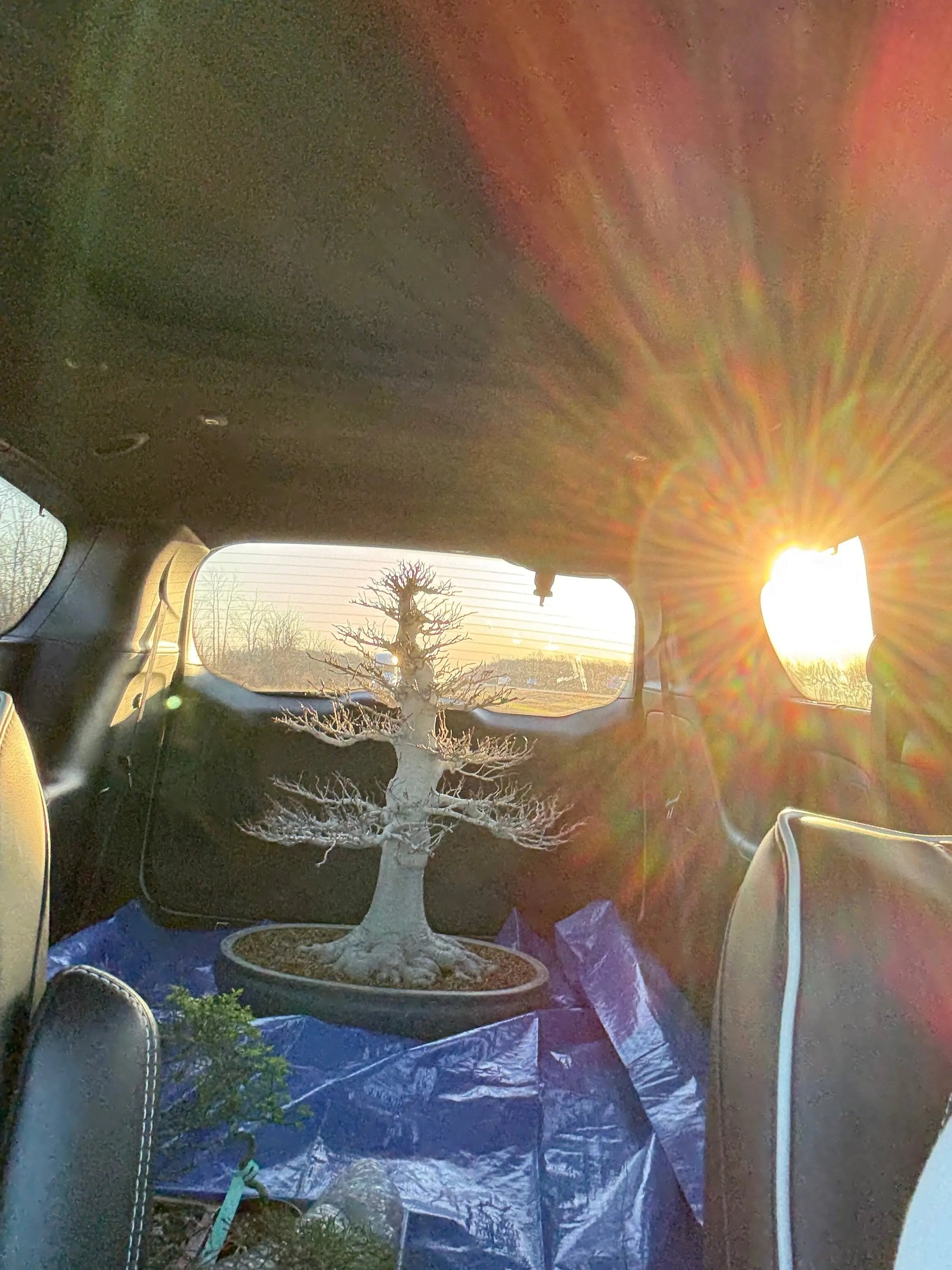 Fagus crenata Canada Bonsai