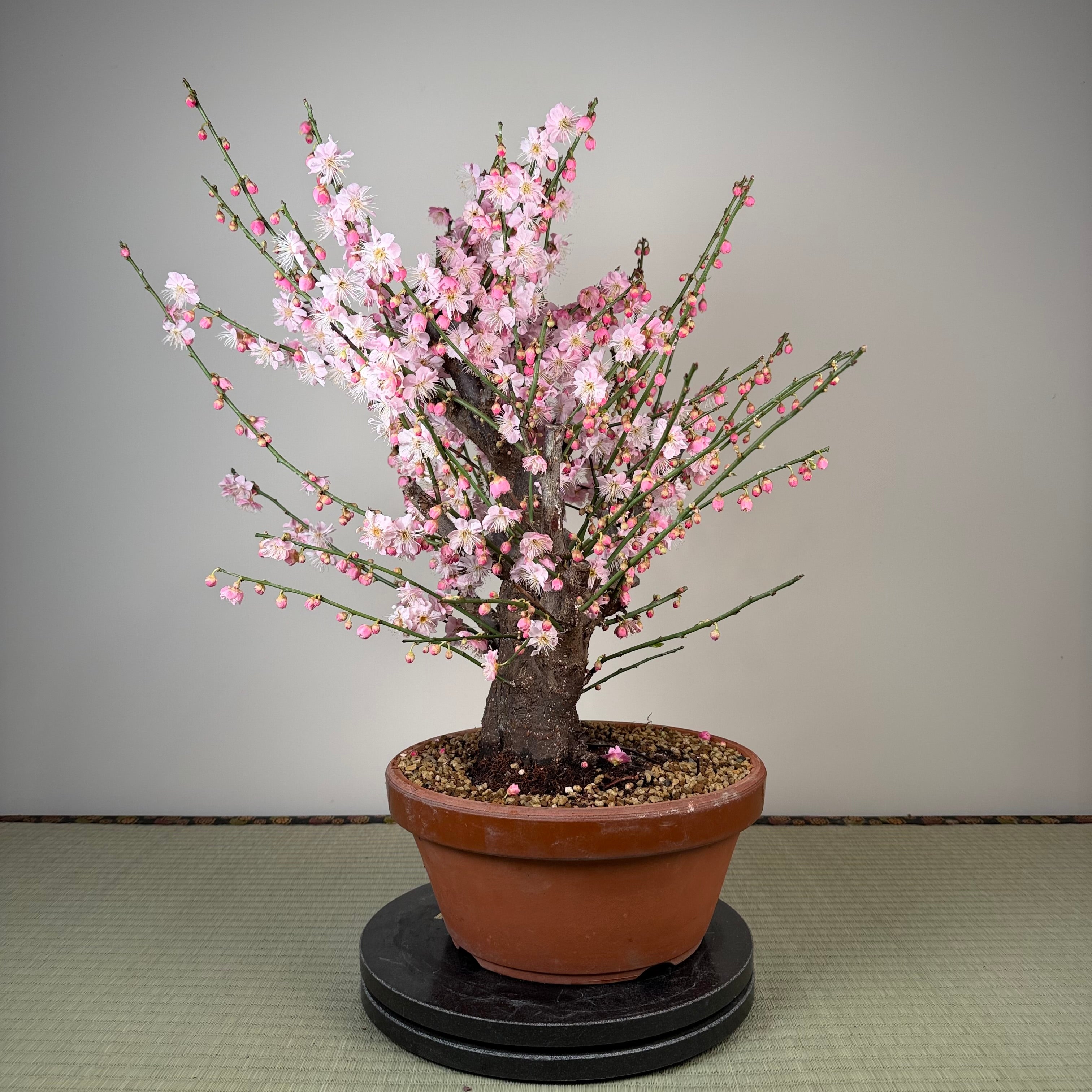 Glycine floribunda