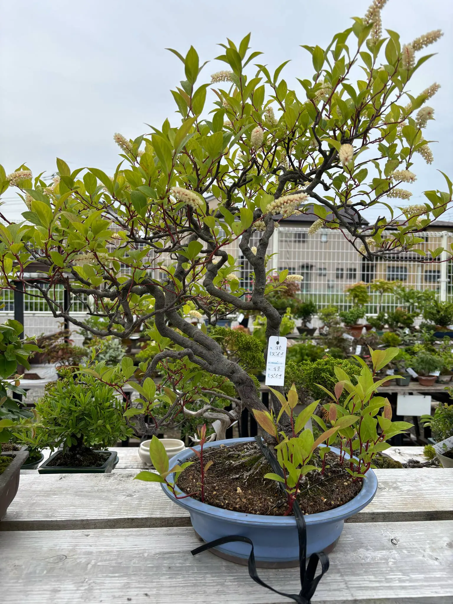 Itea japonica Canada Bonsai