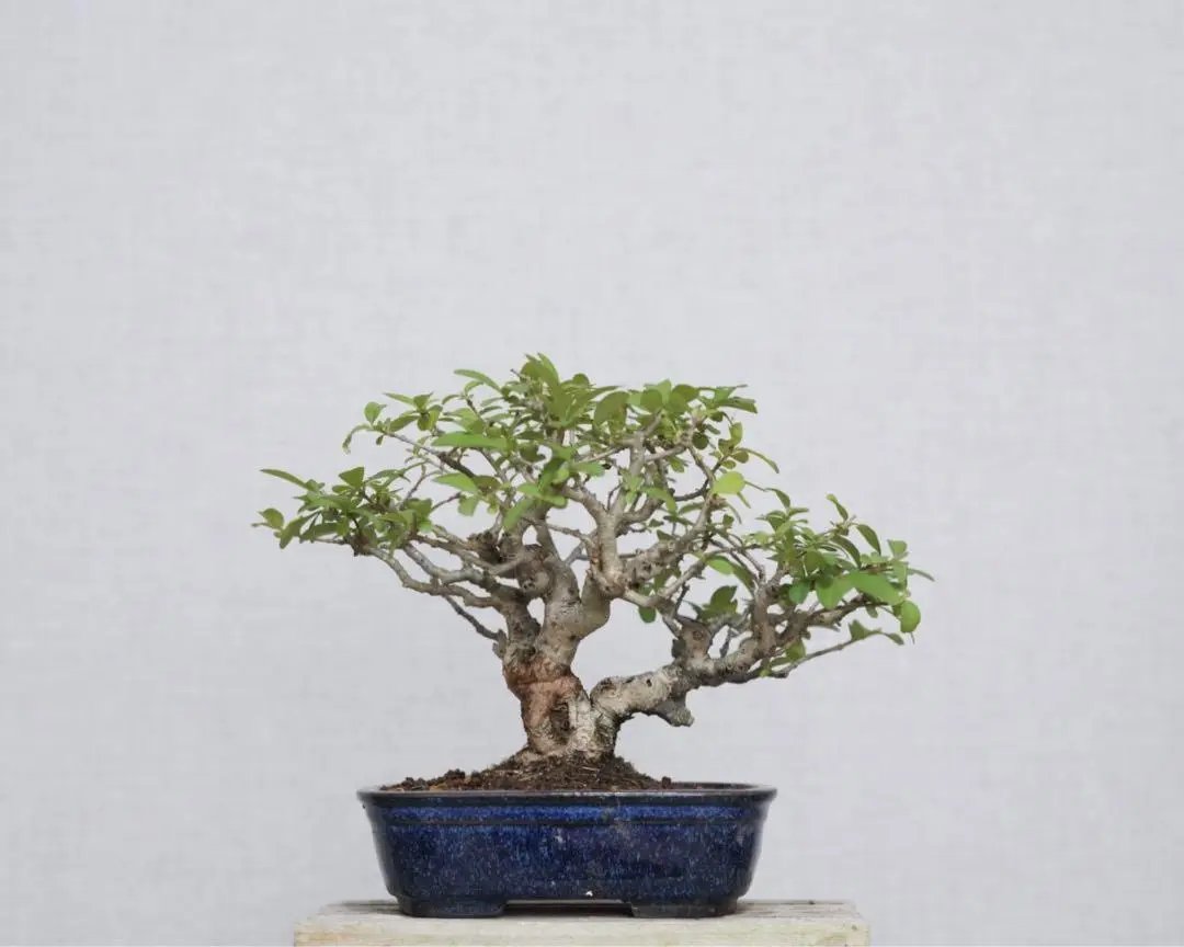 Ligustrum obtusifolium Canada Bonsai