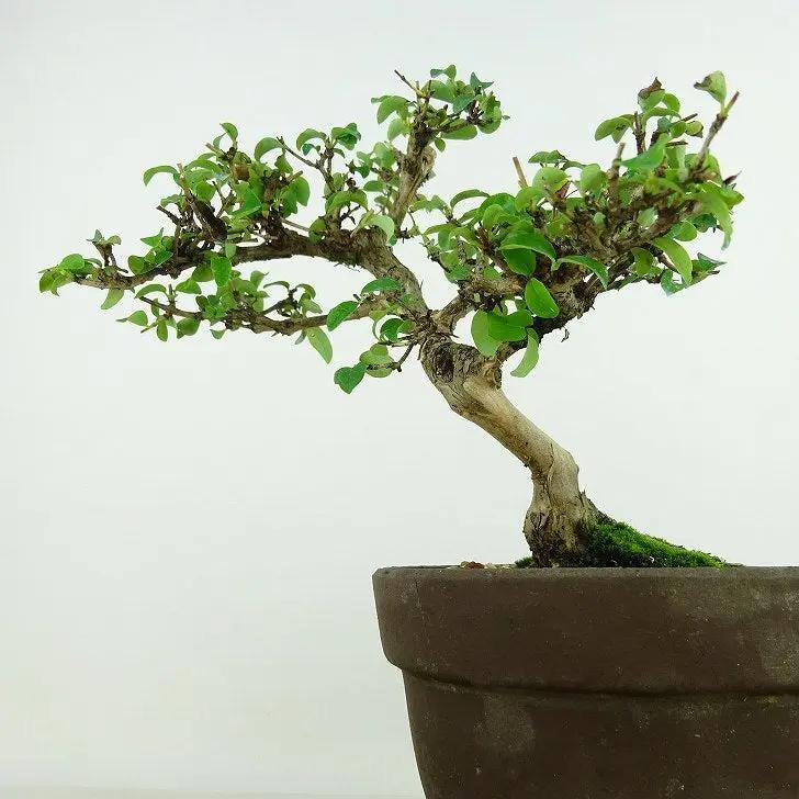 Lonicera gracilipes Canada Bonsai