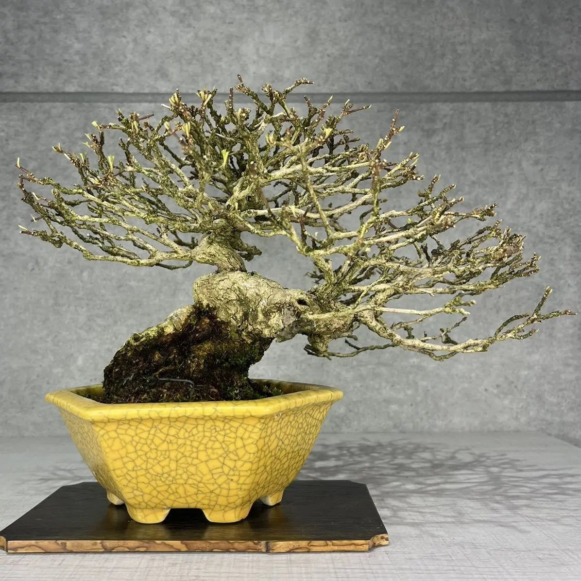 Premna japonica Canada Bonsai