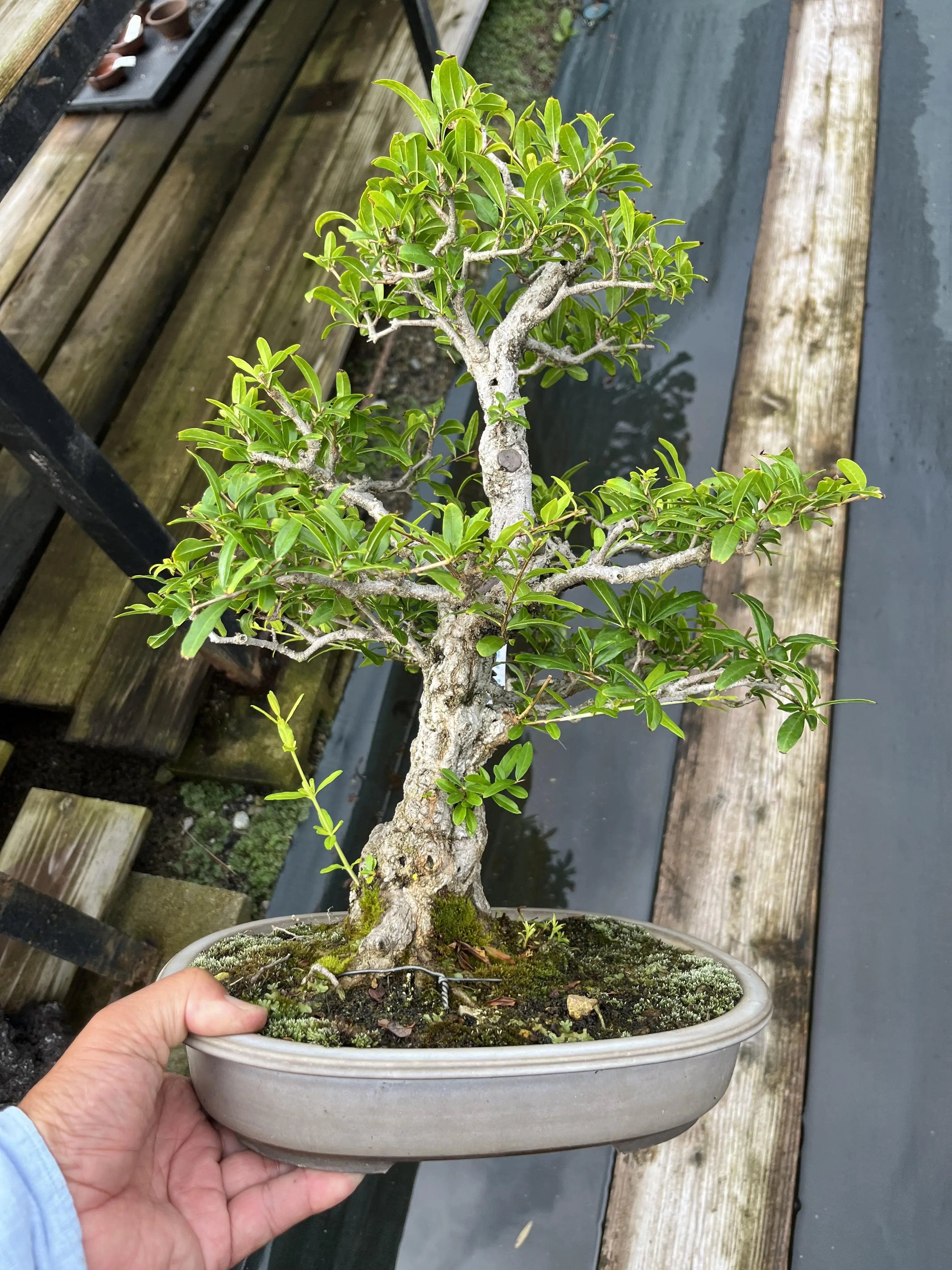 Punica granatum Canada Bonsai