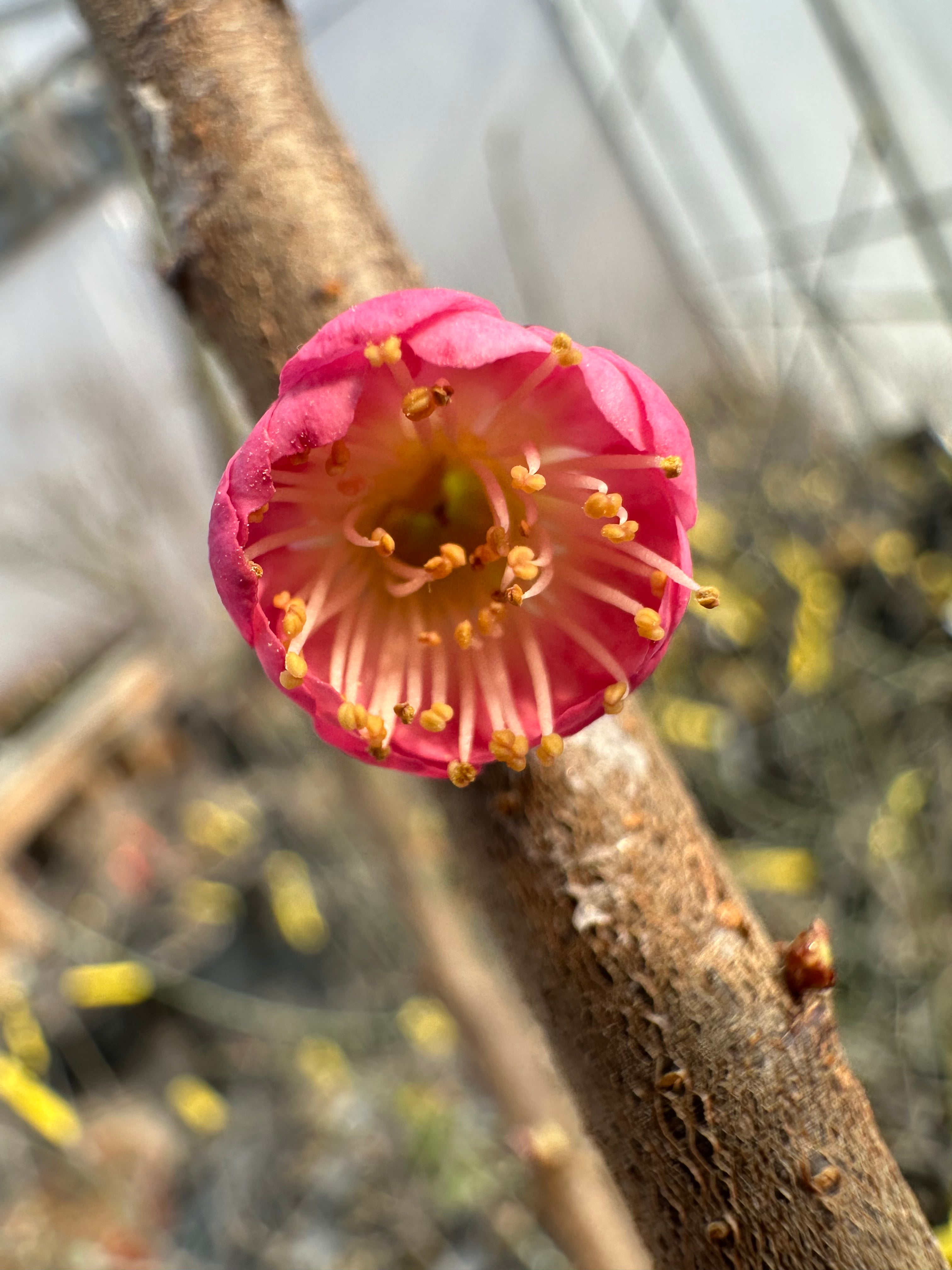 Prunus mume 'SŌNGYUÁN ZHŪSHĀ'