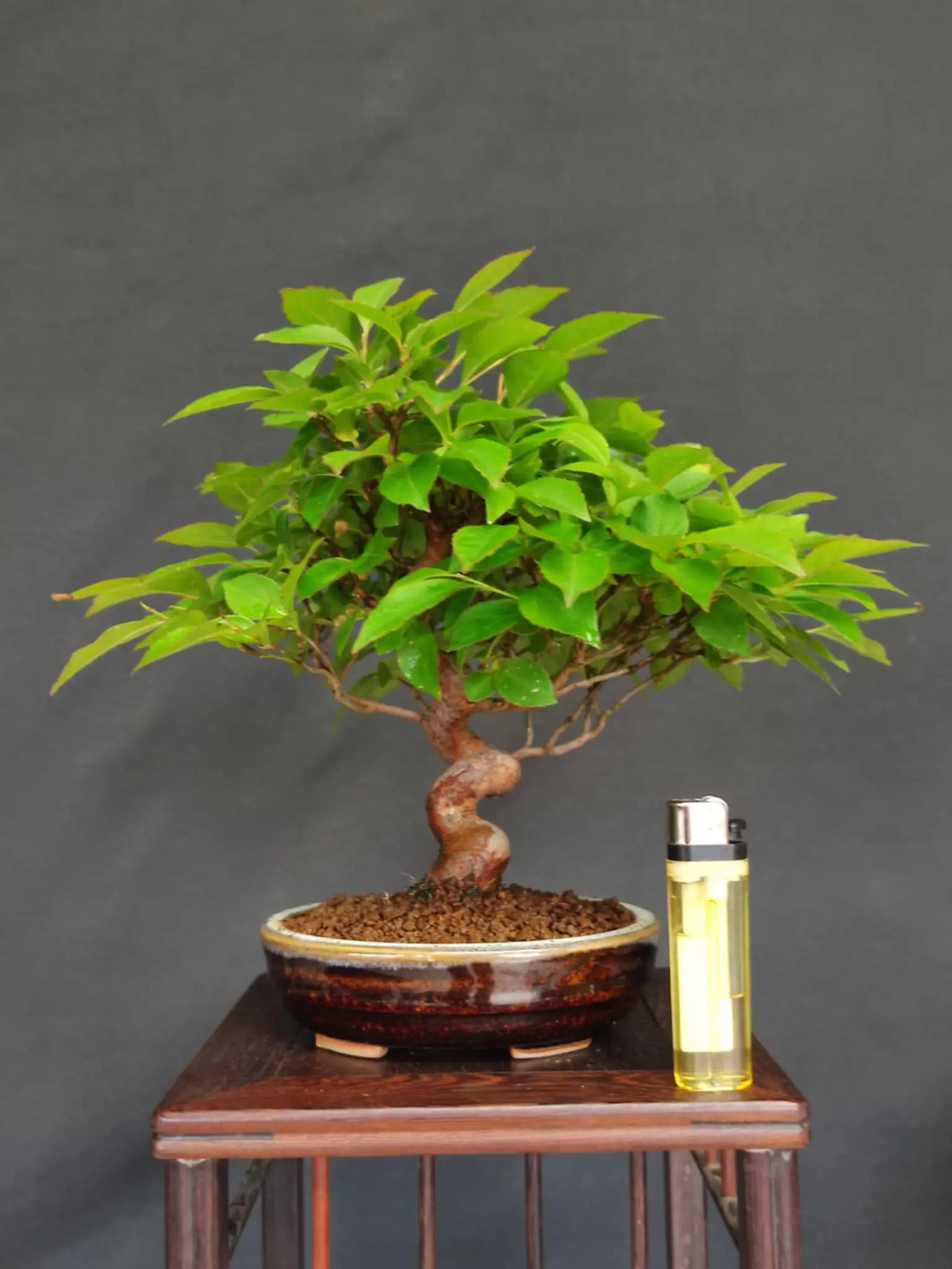 Stewartia monadelpha Canada Bonsai