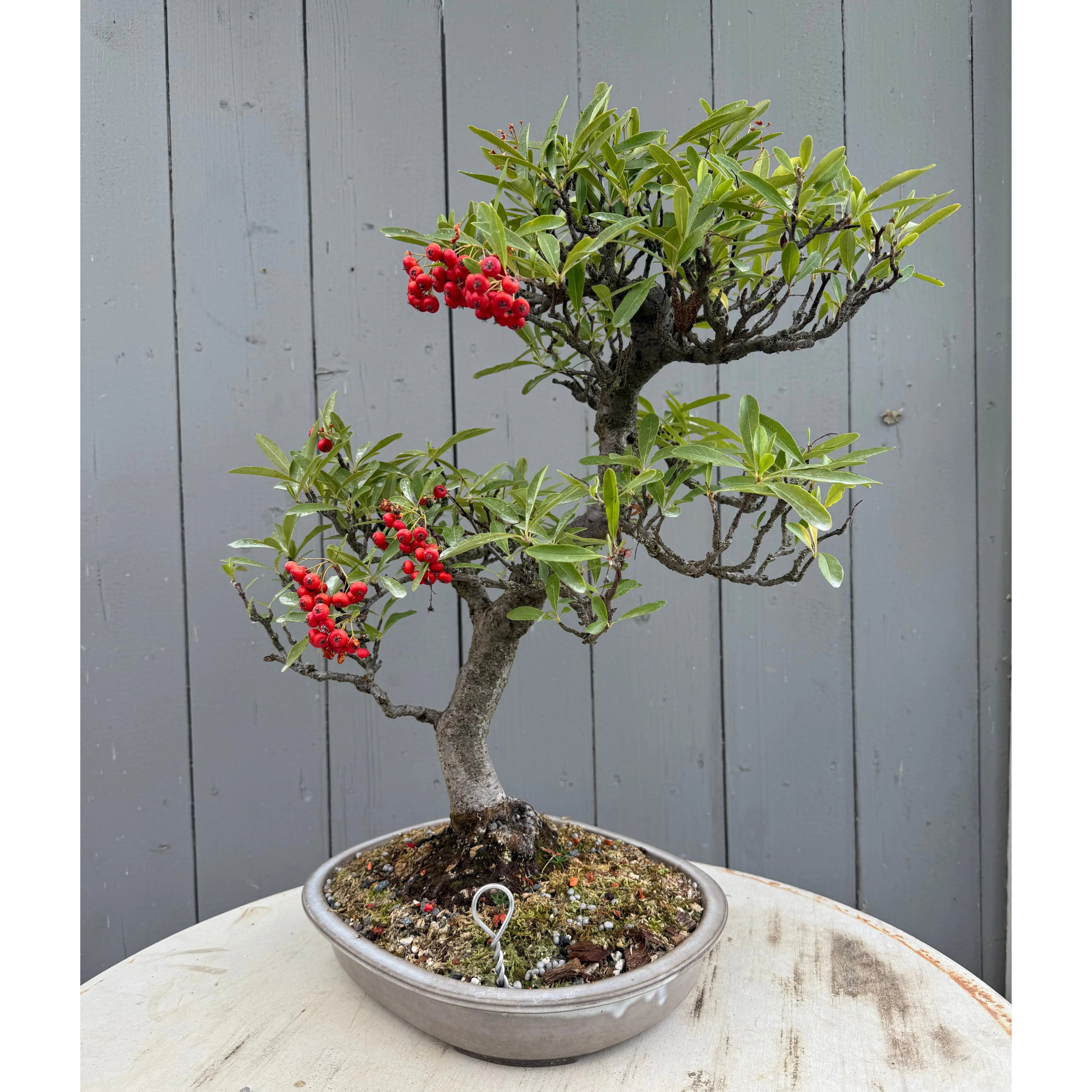 Pyracantha angustifolia