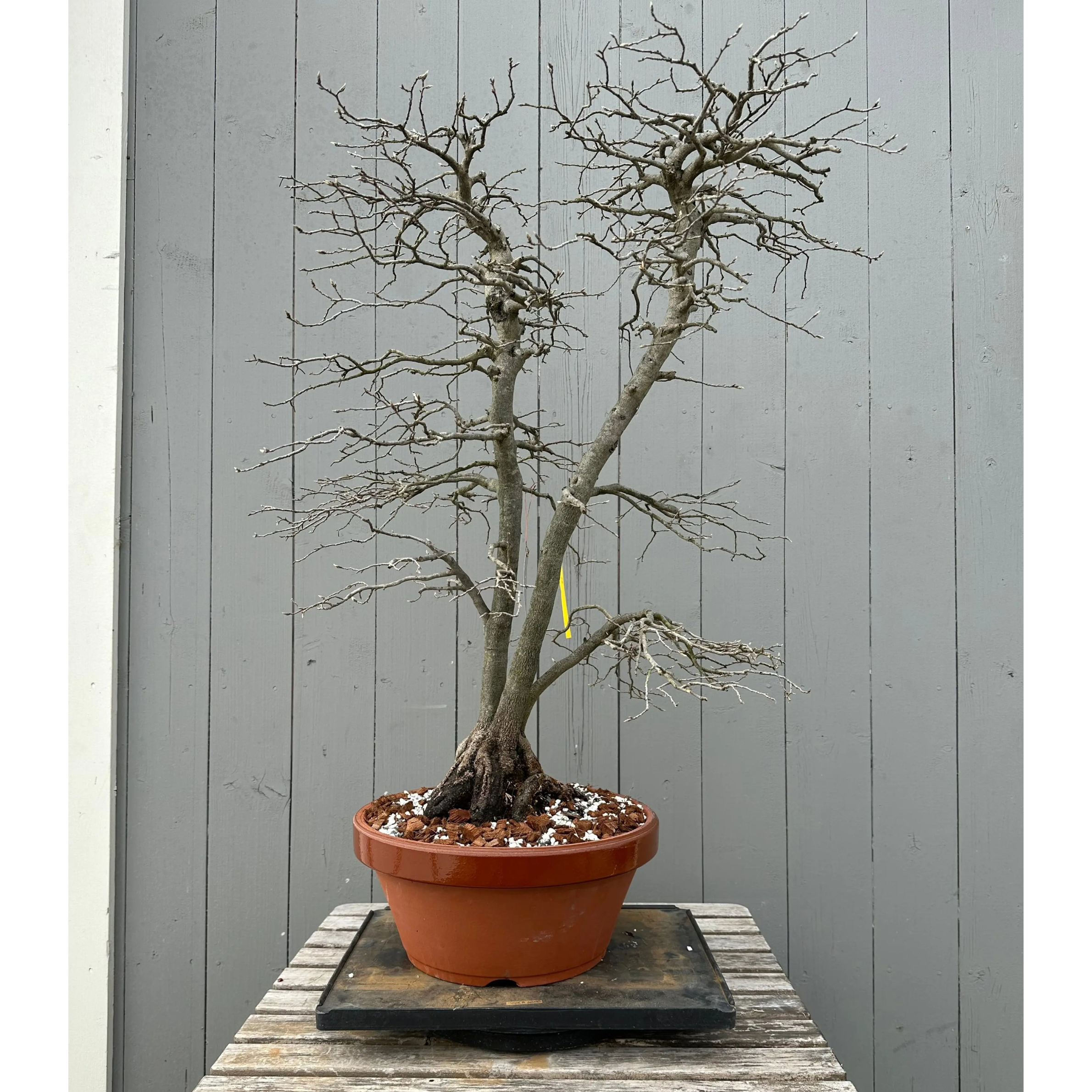 Diospyros rhombifolia #28 'Koyo'