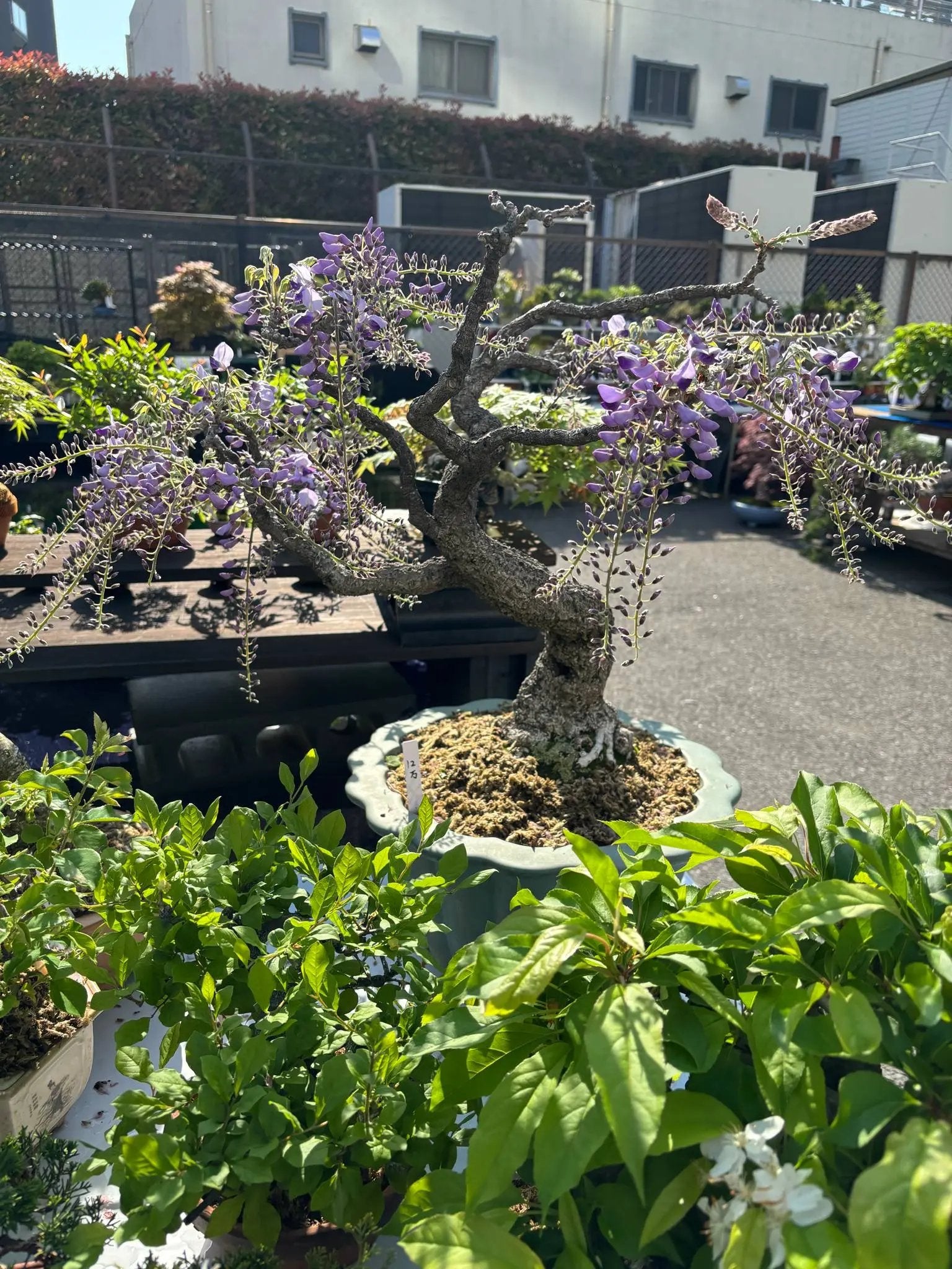 Wisteria floribunda Canada Bonsai