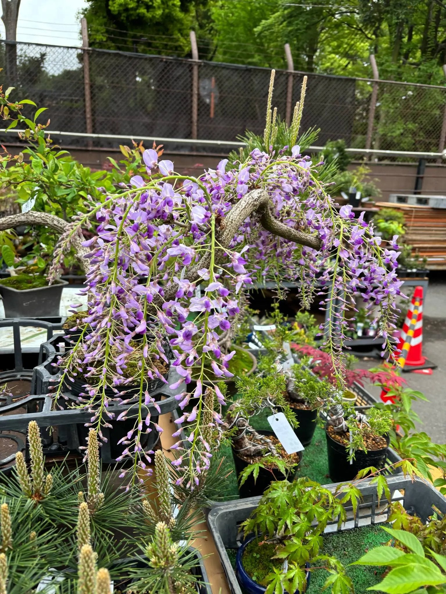 Wisteria floribunda Canada Bonsai