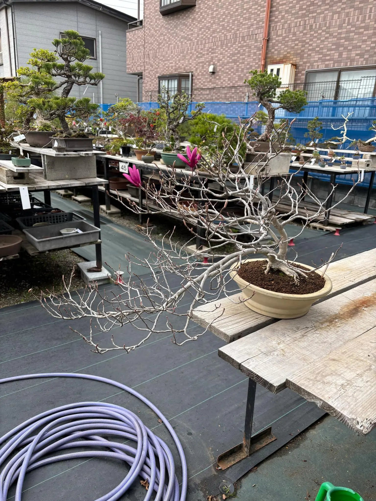 Magnolia (purple) Canada Bonsai