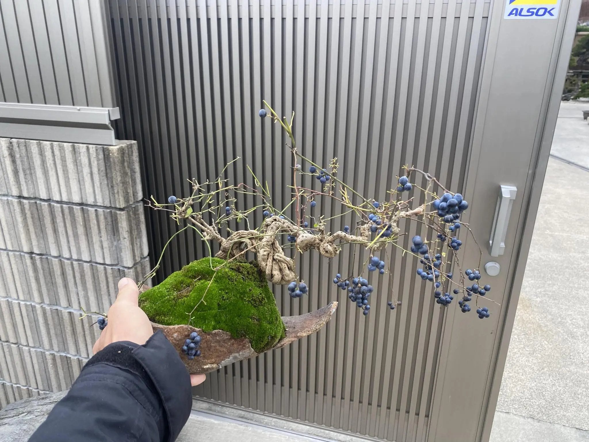 Cocculus orbiculatus Canada Bonsai
