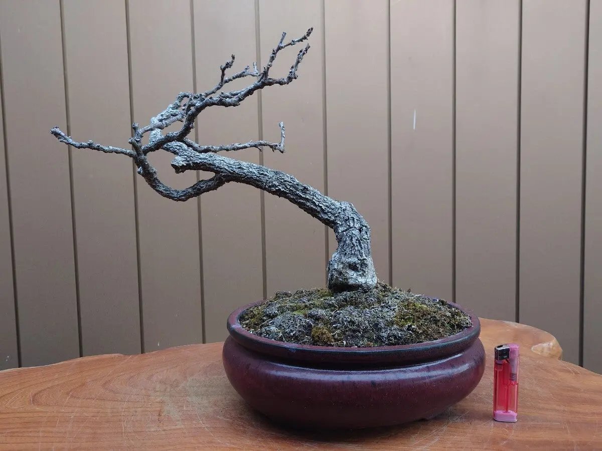 Wisteria floribunda Canada Bonsai