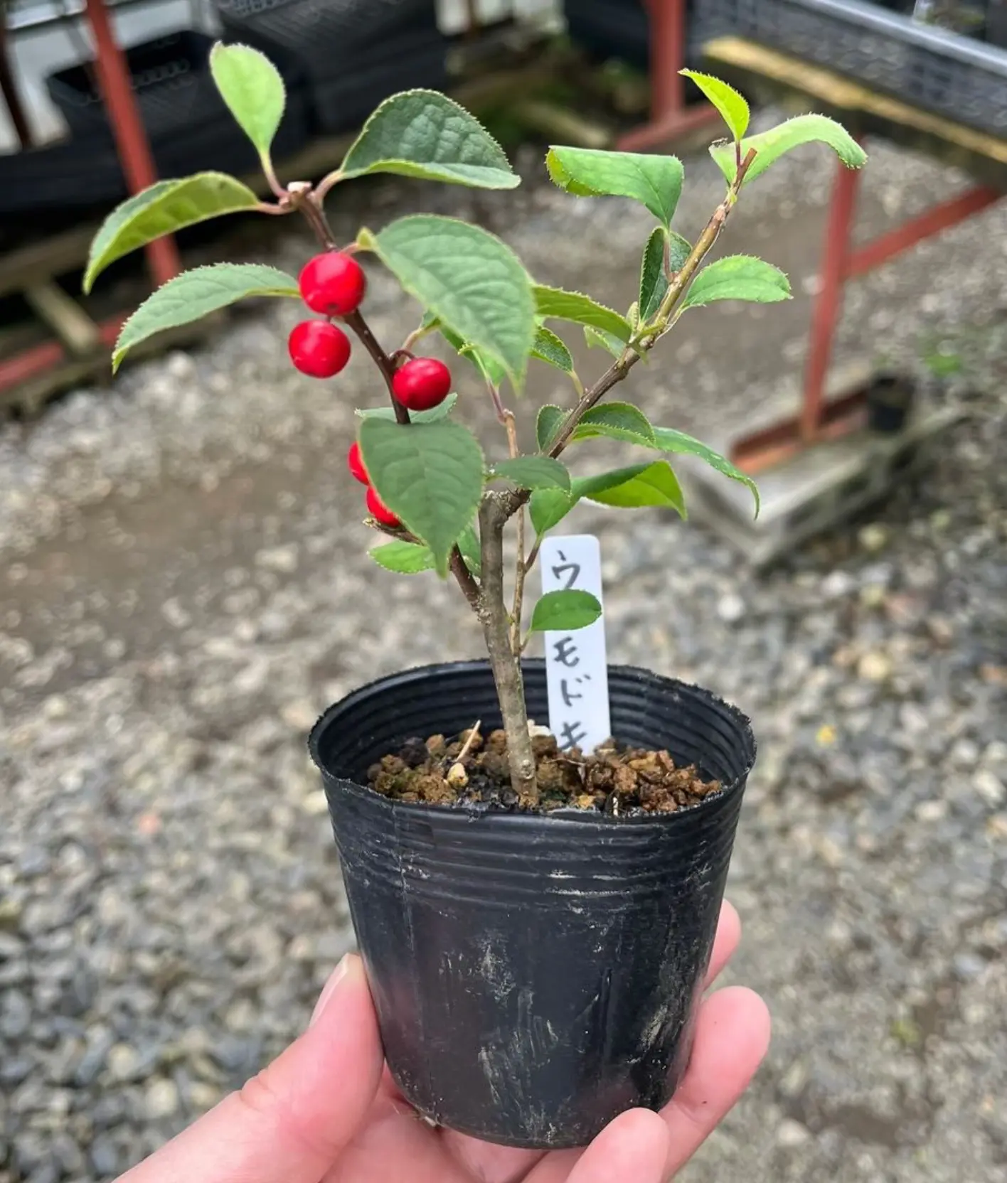 Ilex serrata Canada Bonsai