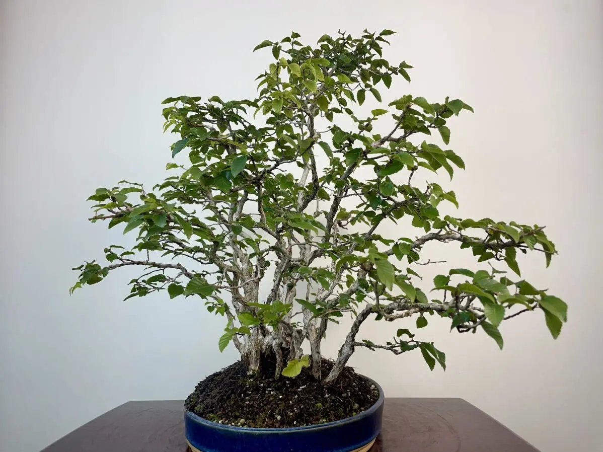 Carpinus turczaninowii Canada Bonsai
