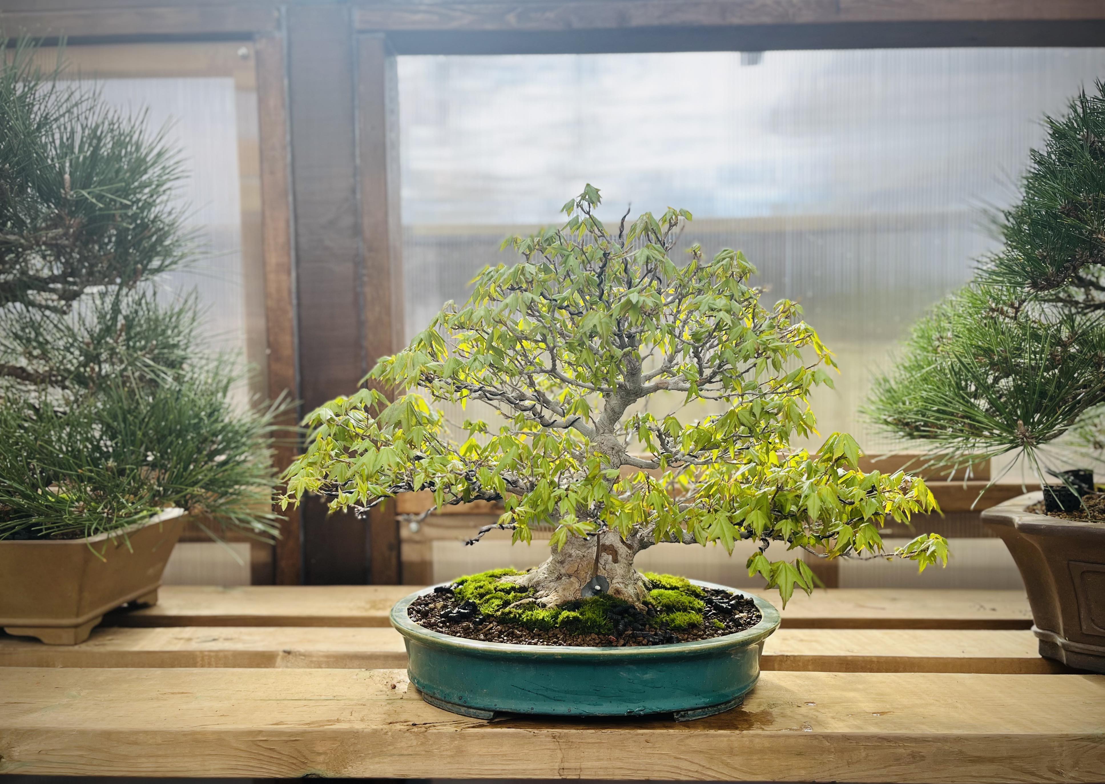 Acer buergerianum