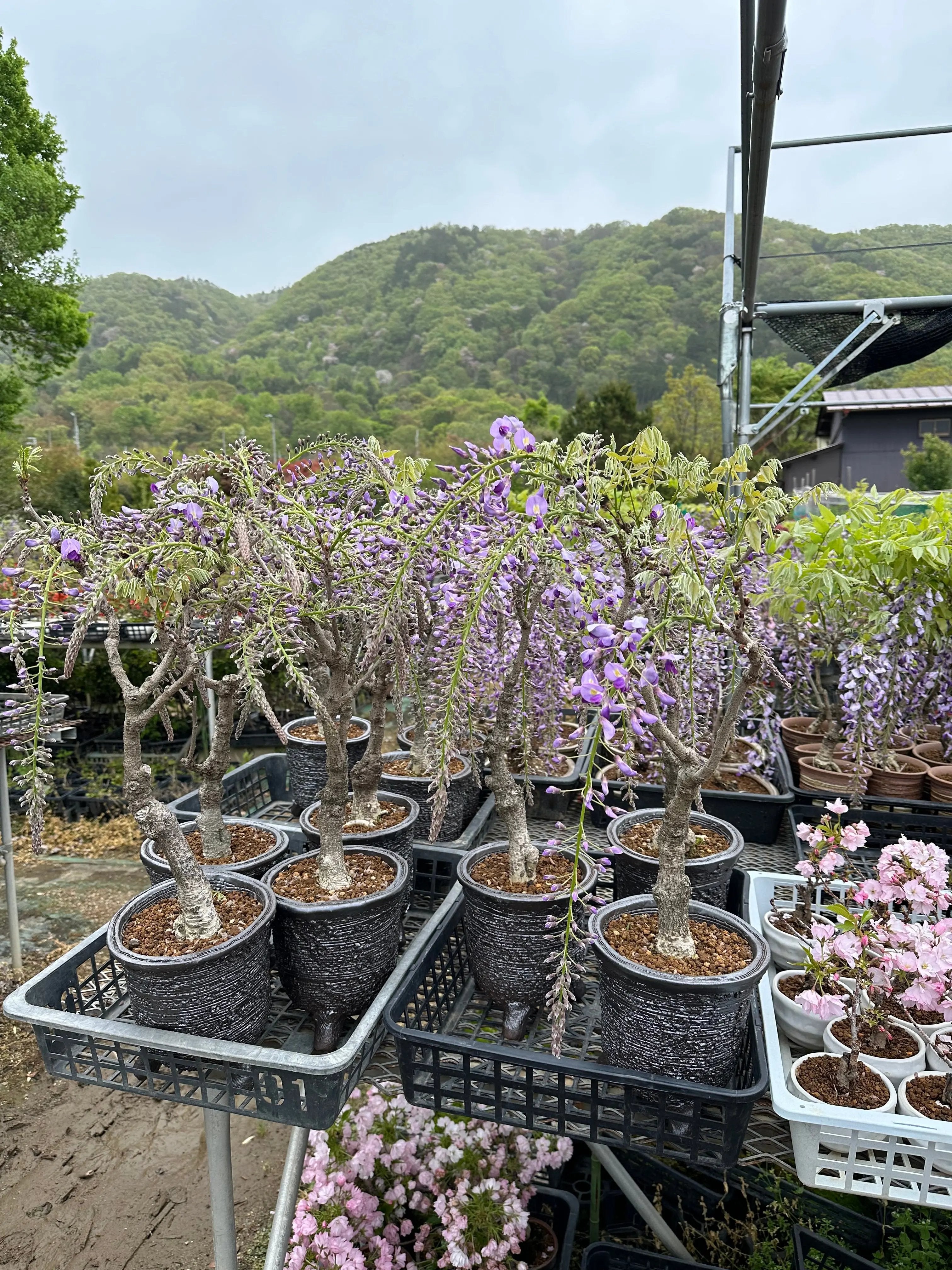 Wisteria Canada Bonsai