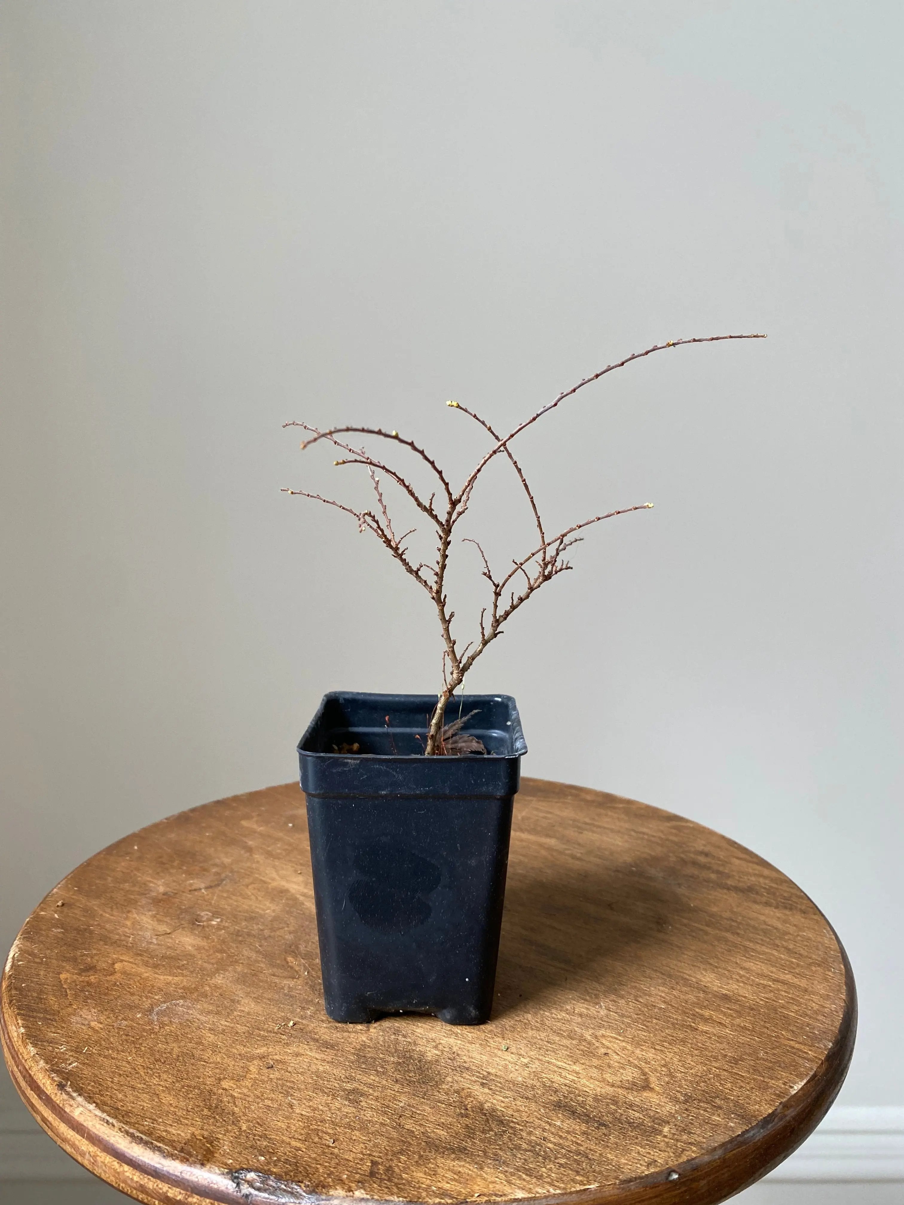 Chinese Elm 'Seiju' Canada Bonsai