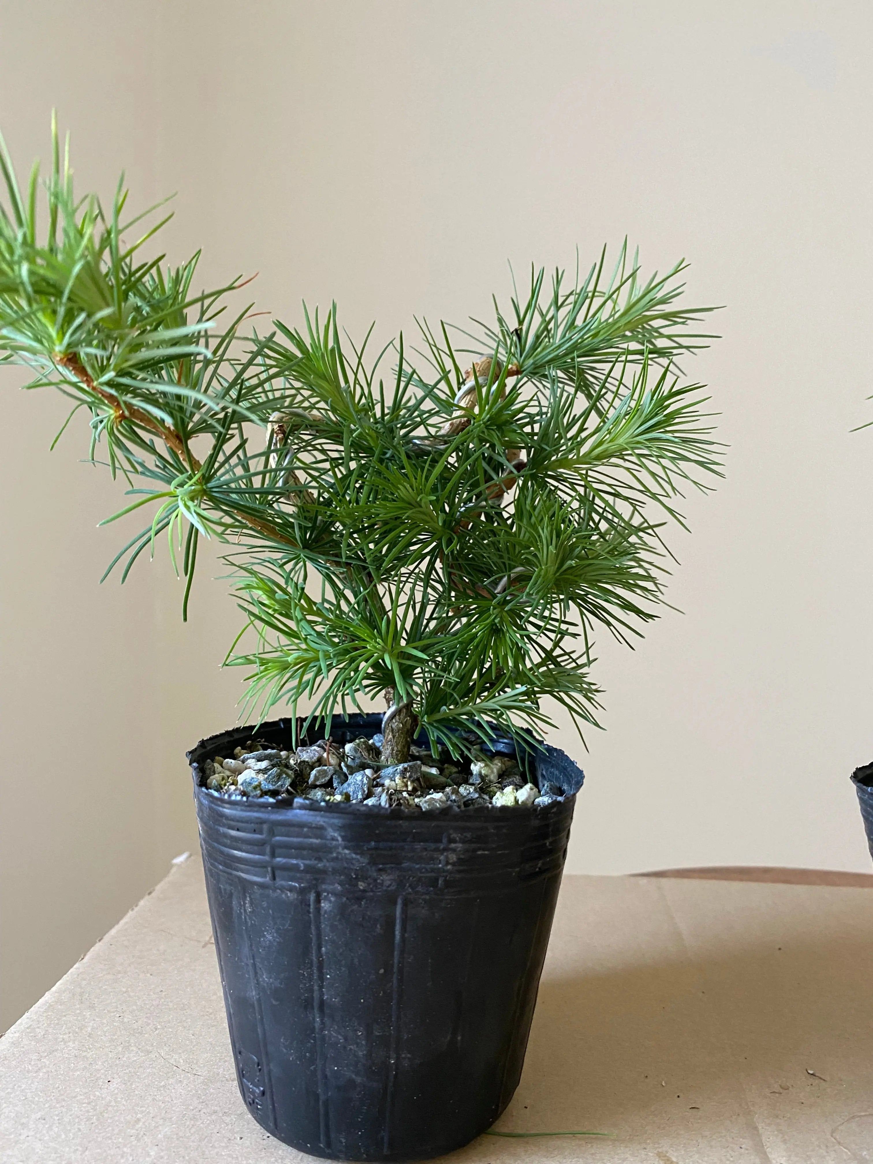 Japanese Larch Canada Bonsai