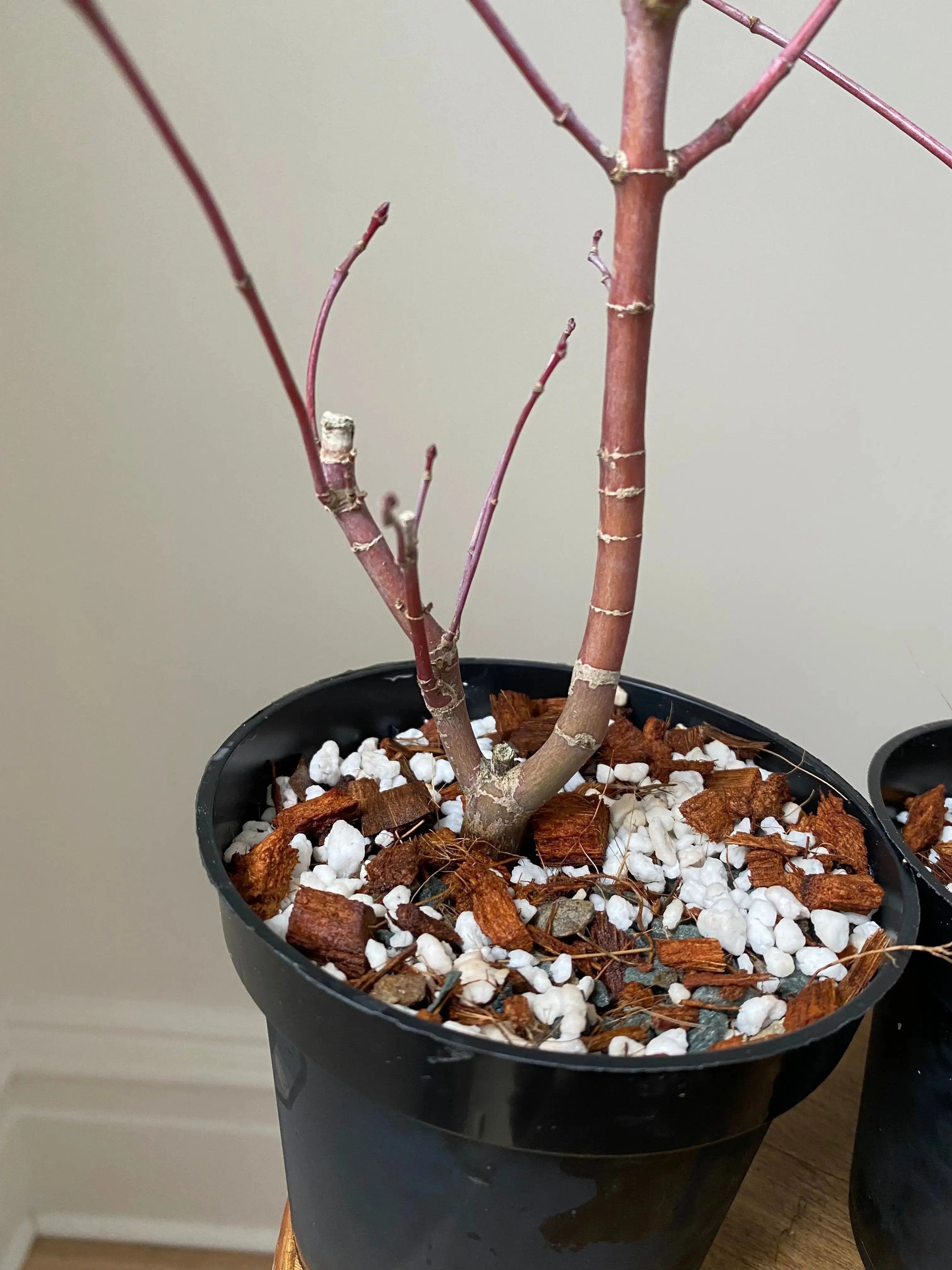 Acer palmatum 'Deshojo' (5 units) (2026) Canada Bonsai