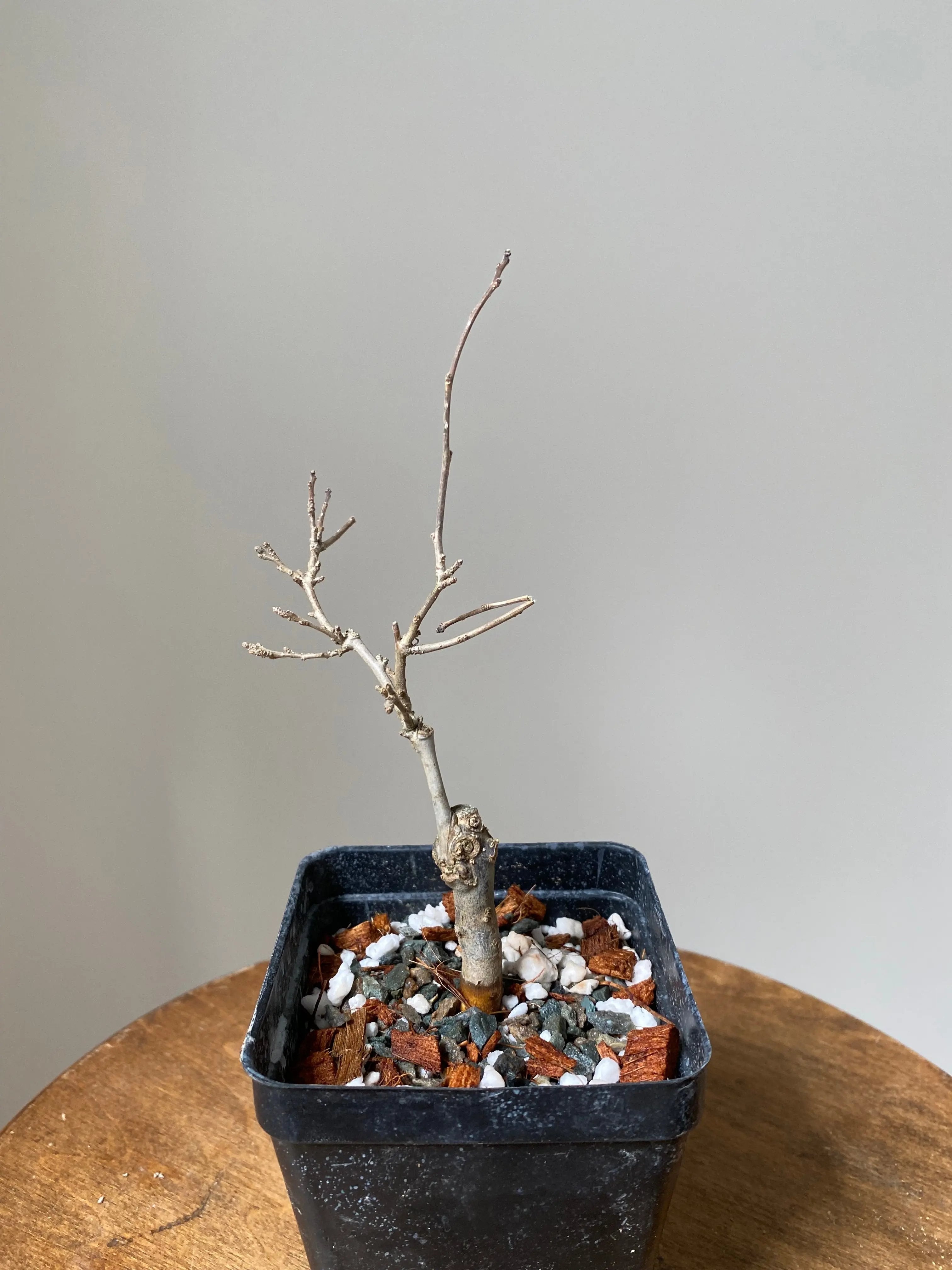 Winterberry 'Koshobai' Canada Bonsai