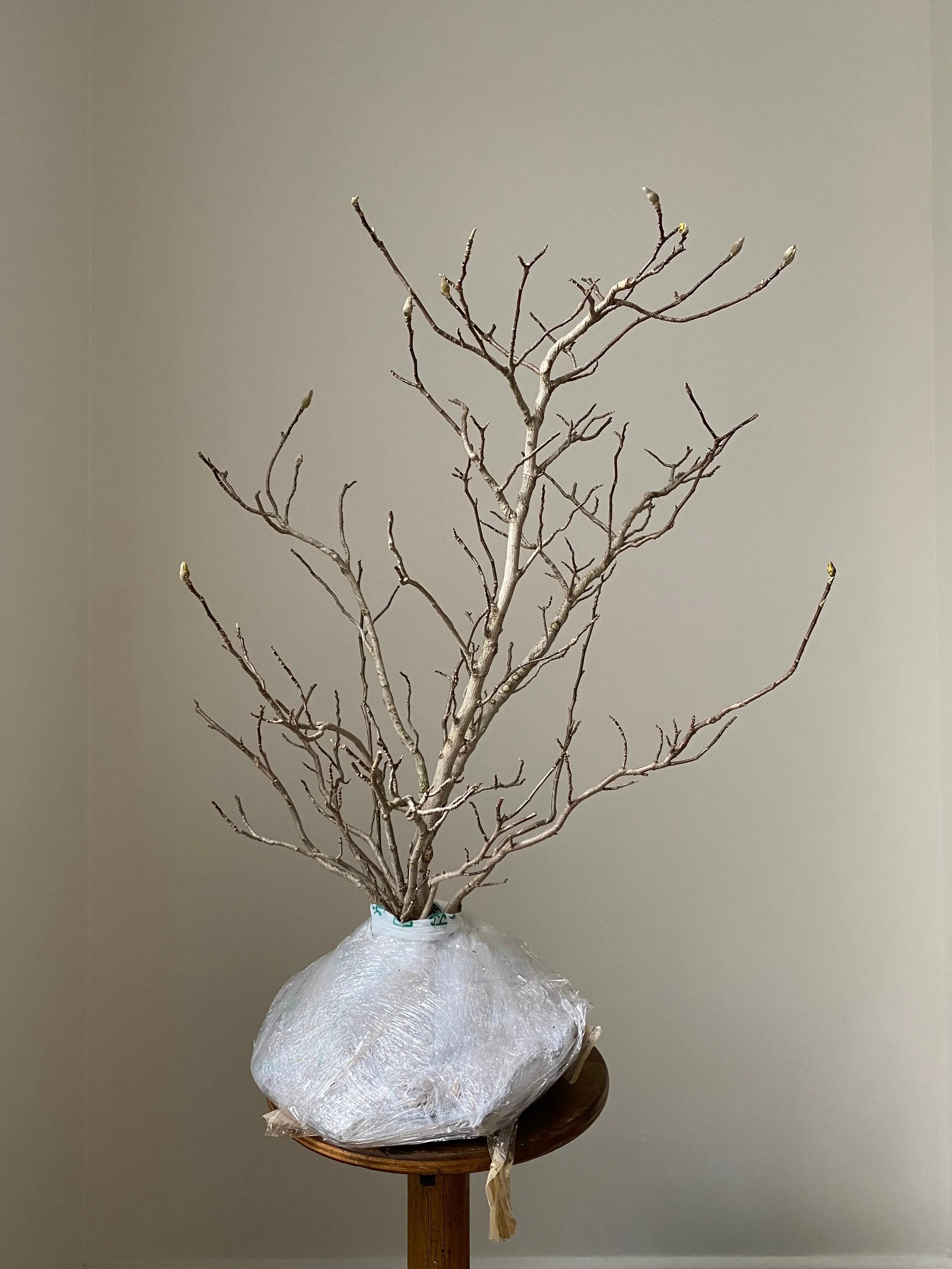 Magnolia (Karasu) Canada Bonsai