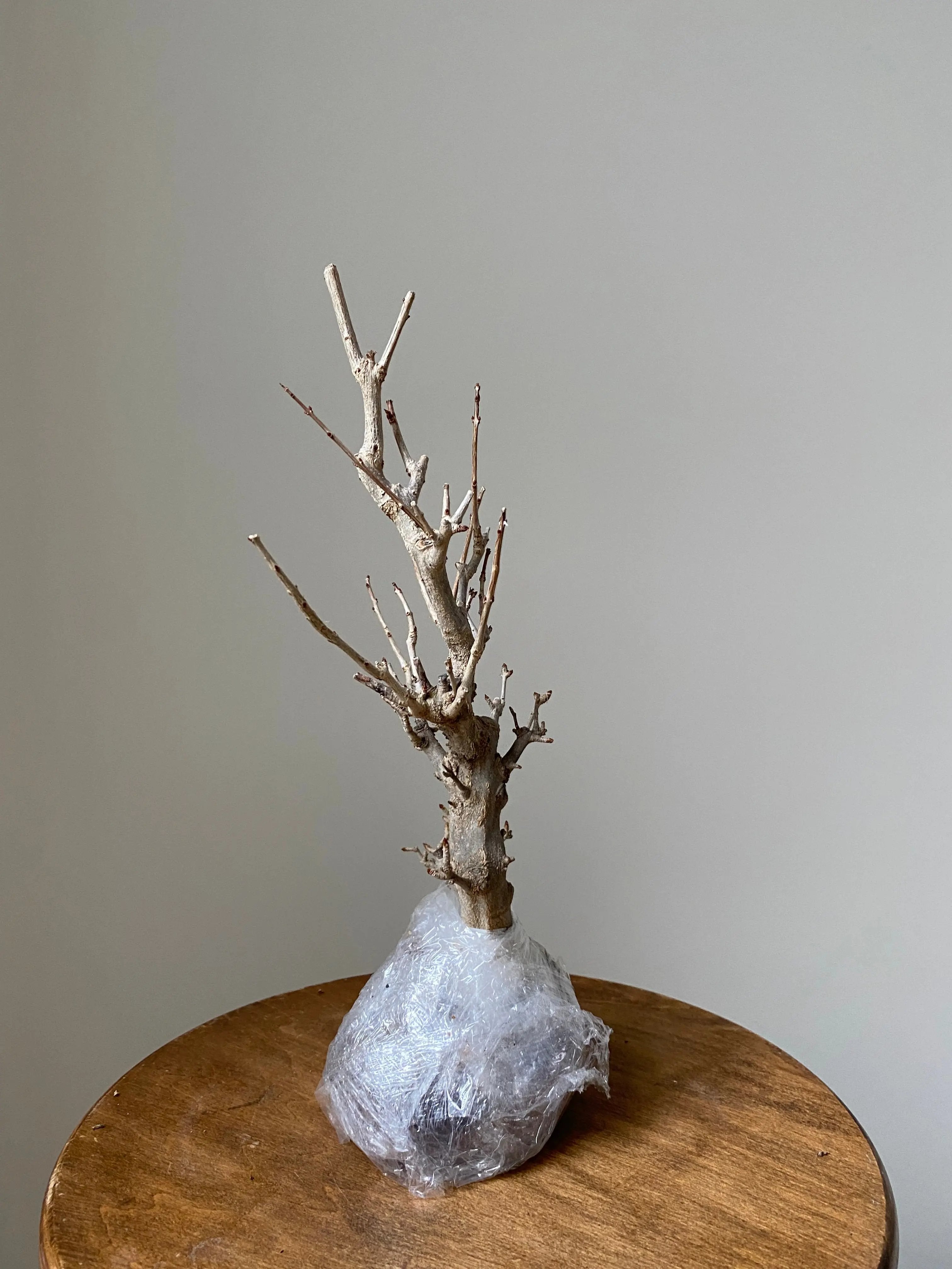 Pomegranate Neji-Kan Canada Bonsai