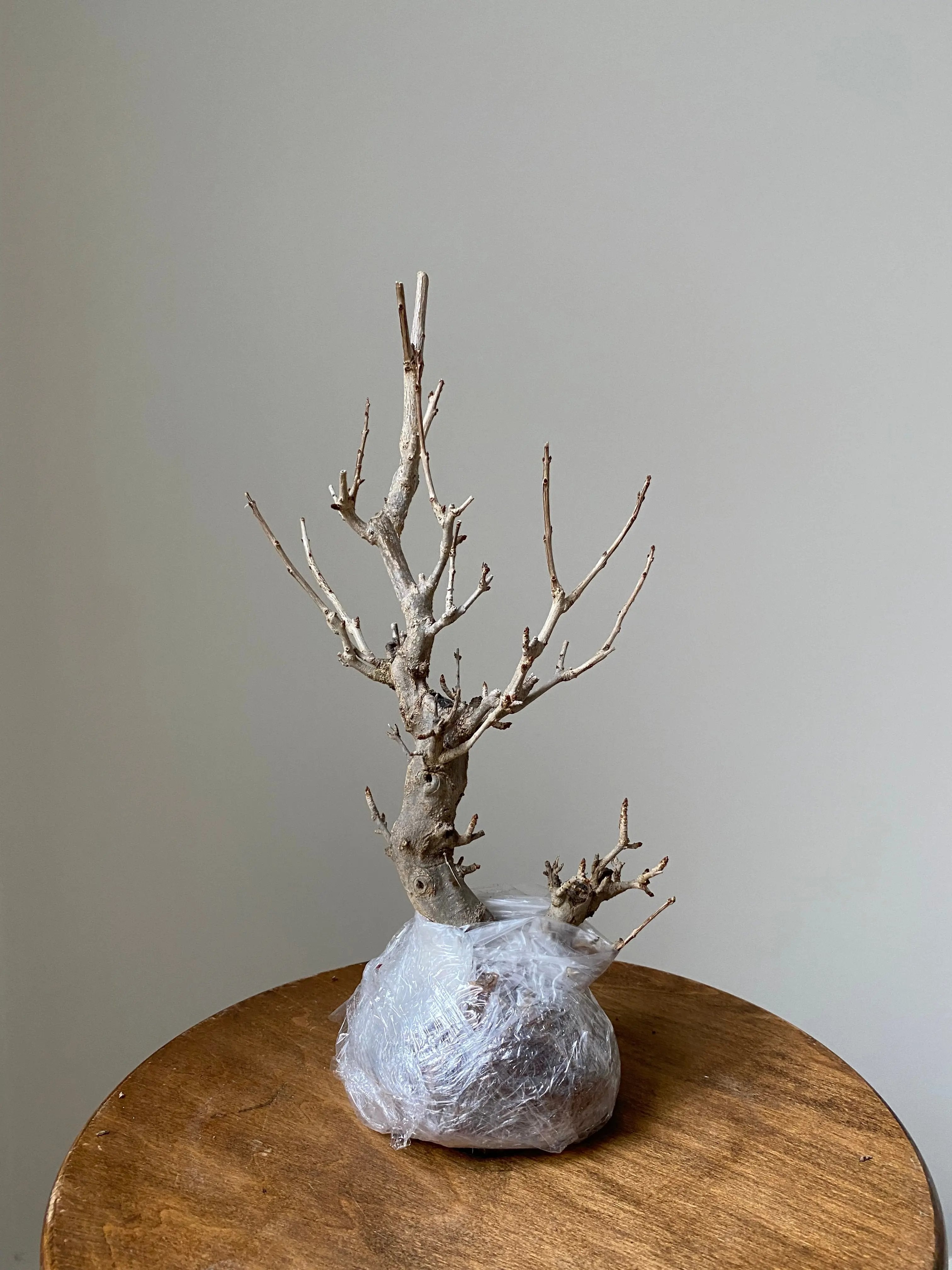 Pomegranate Neji-Kan Canada Bonsai