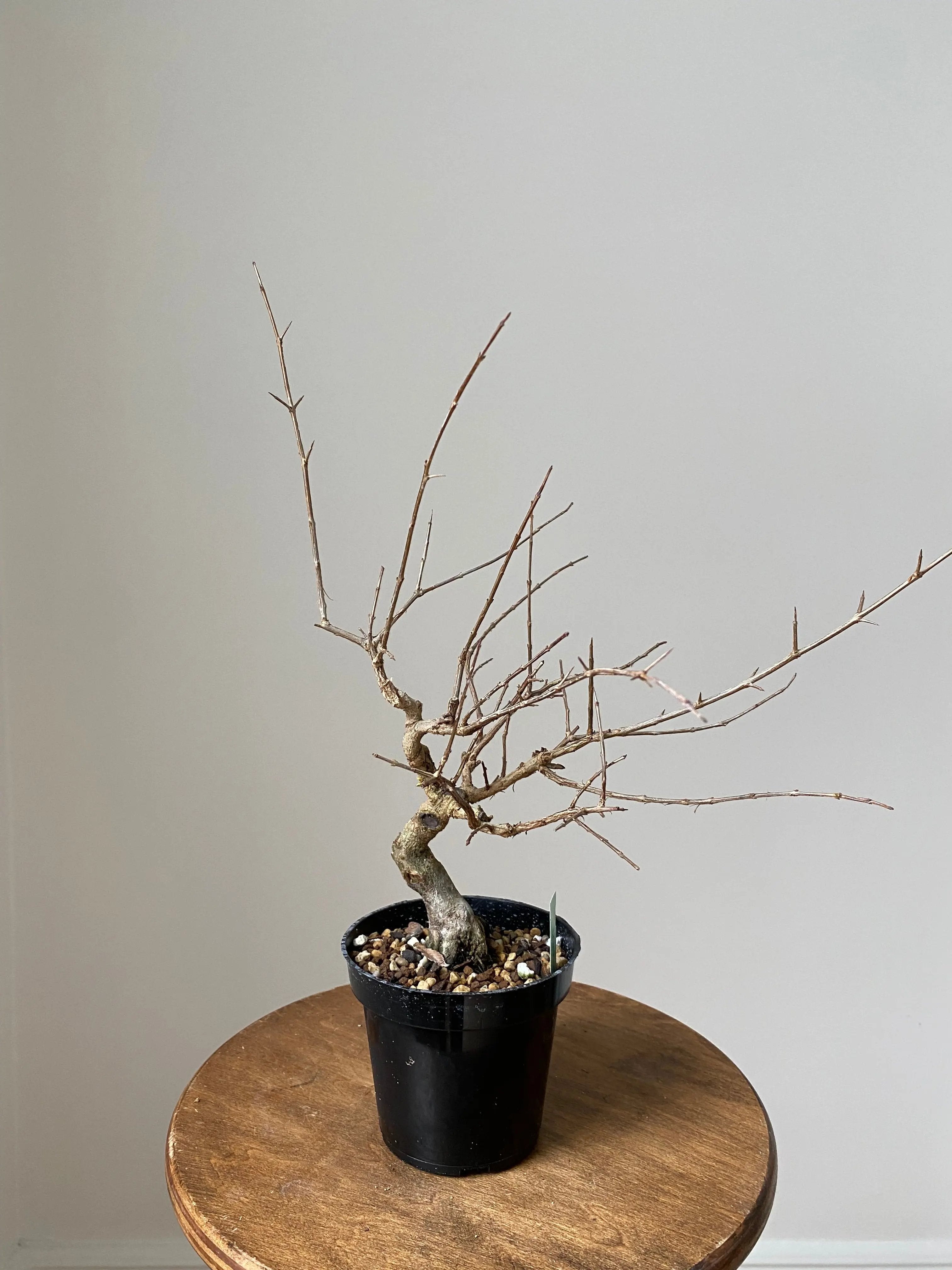 Pomegranate 'Neji-Kan' Canada Bonsai