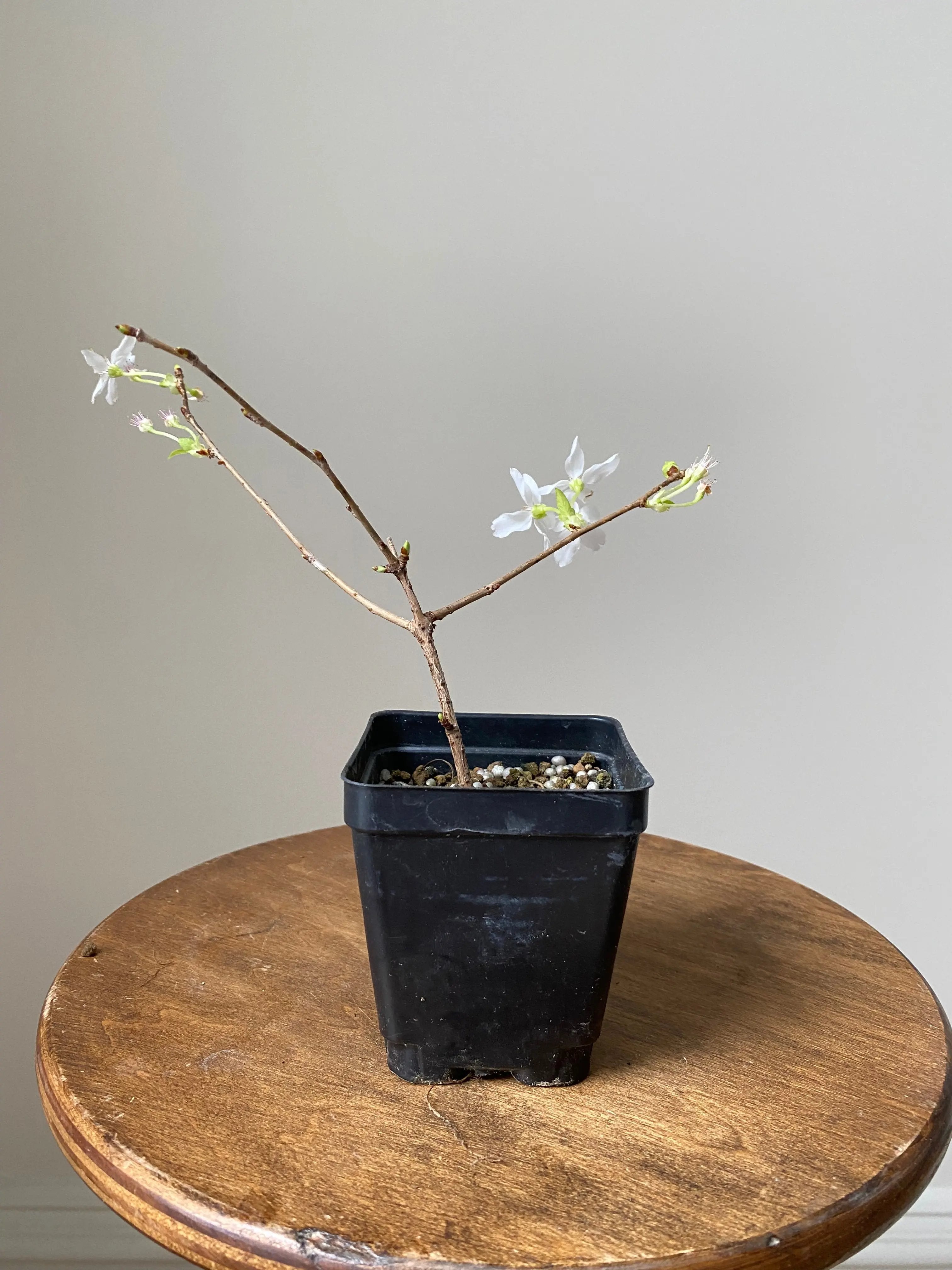 Japanese Cherry Canada Bonsai