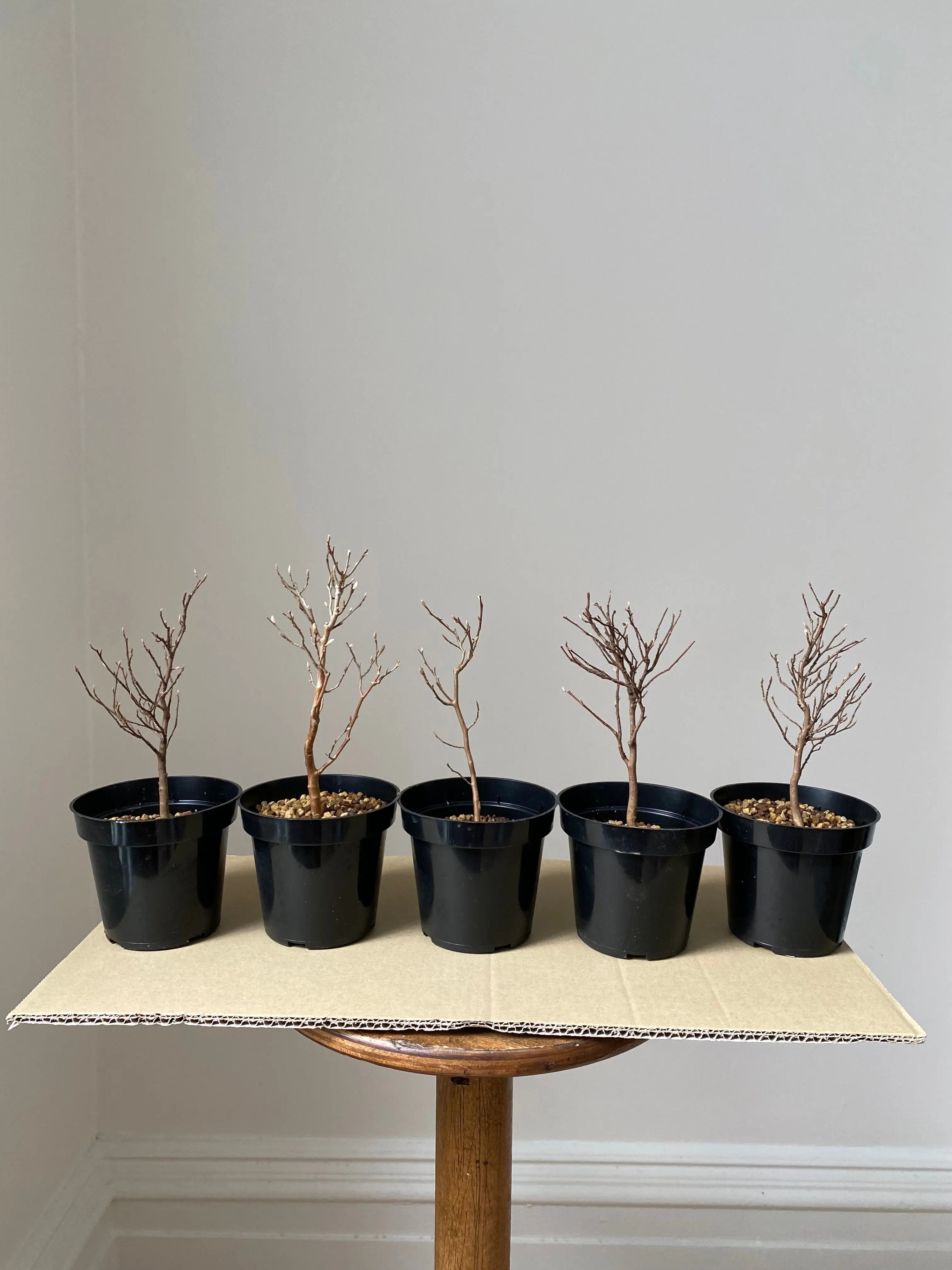 Stewartia Canada Bonsai