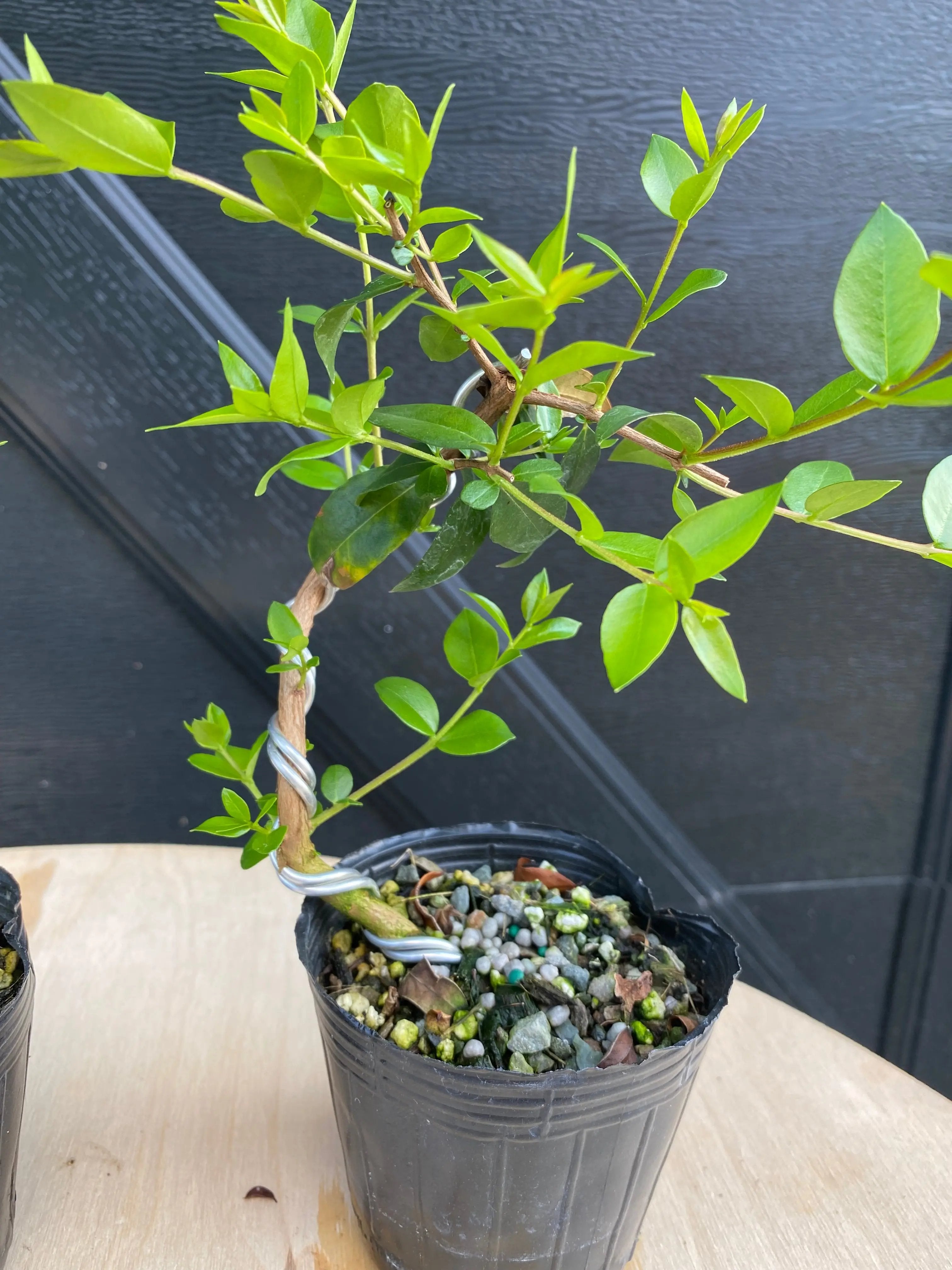 Myrtle Canada Bonsai