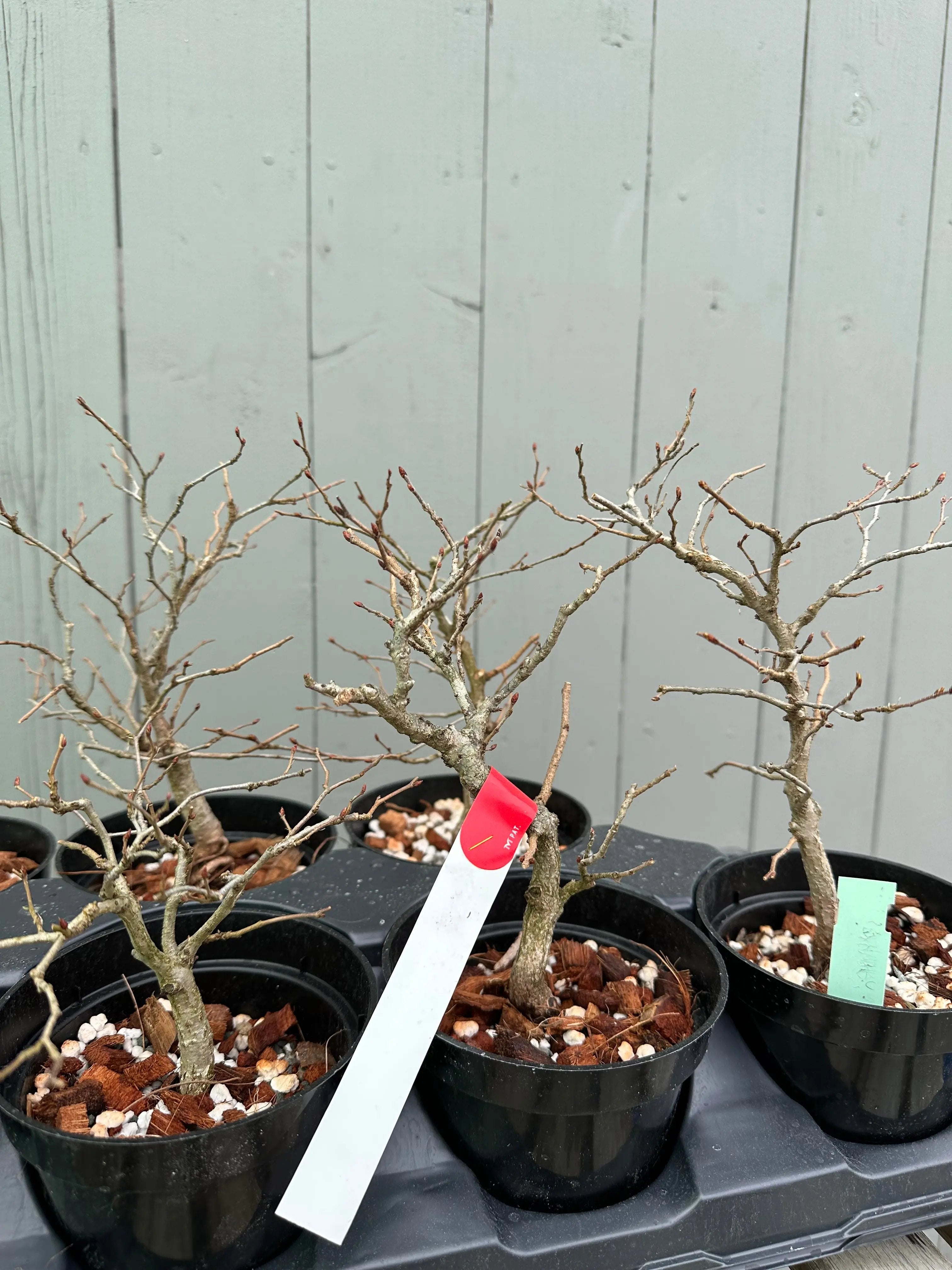 Korean Hornbeam Canada Bonsai