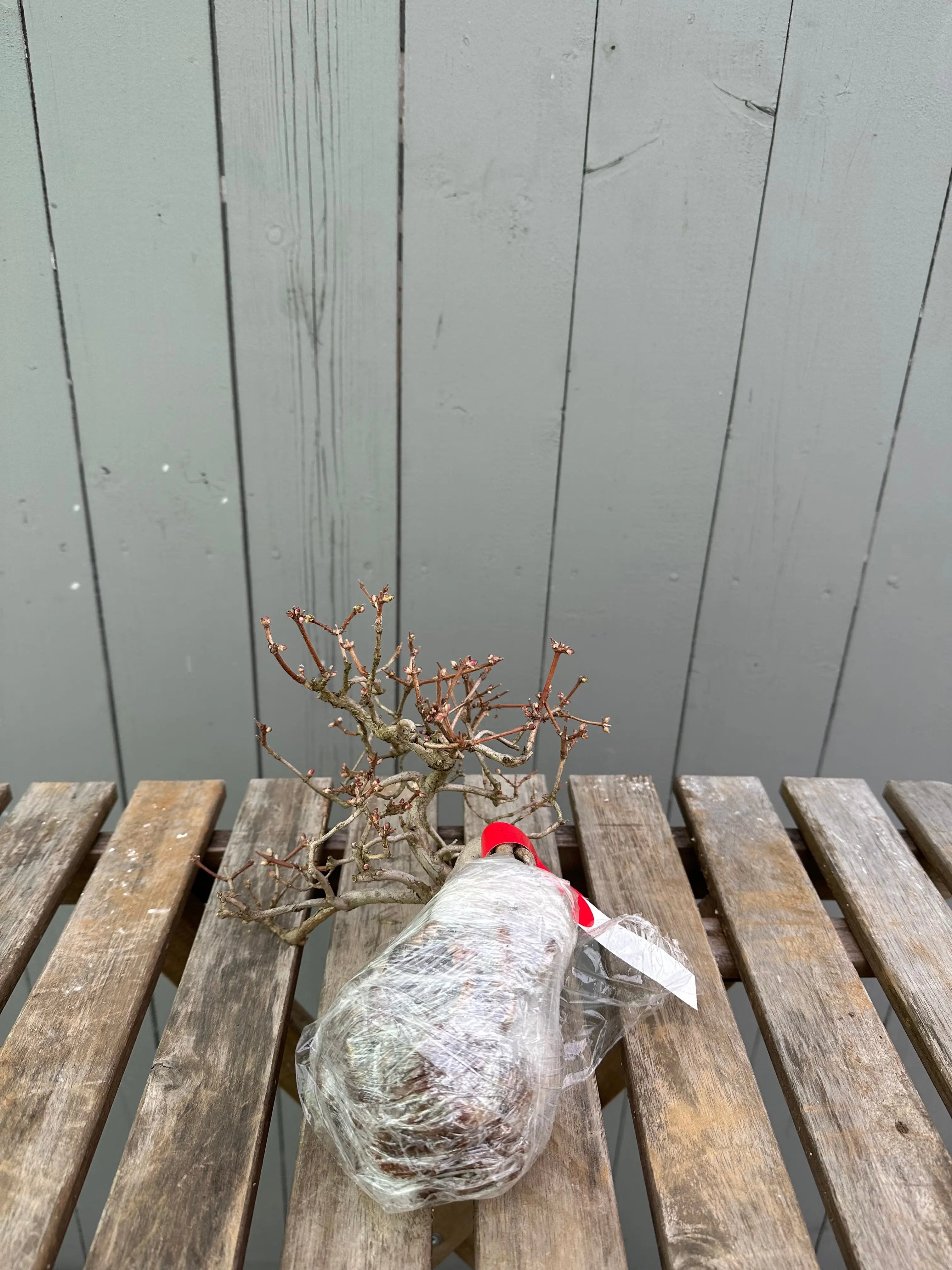 Uguisukagura Canada Bonsai