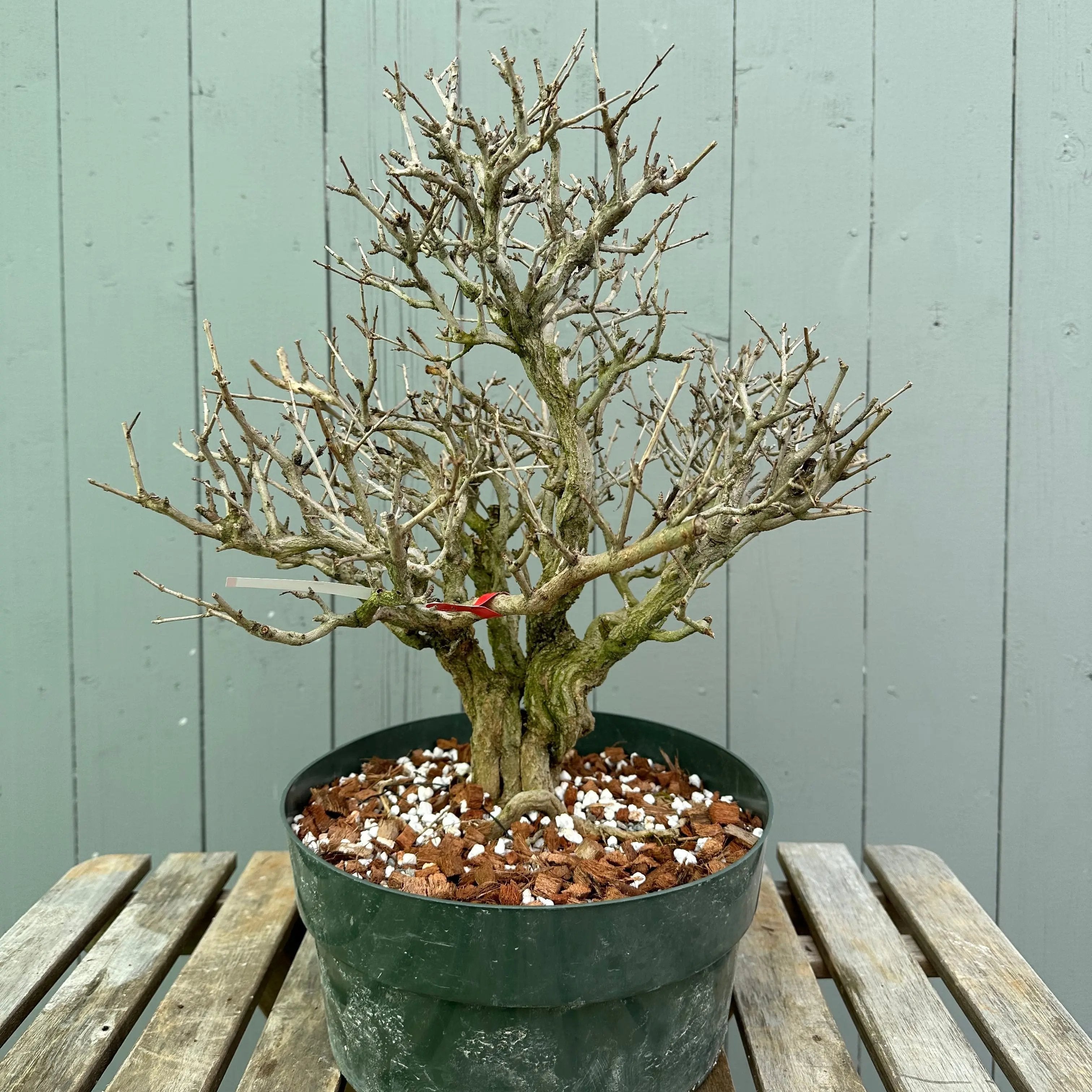 Pomegranate Neji-Kan Canada Bonsai