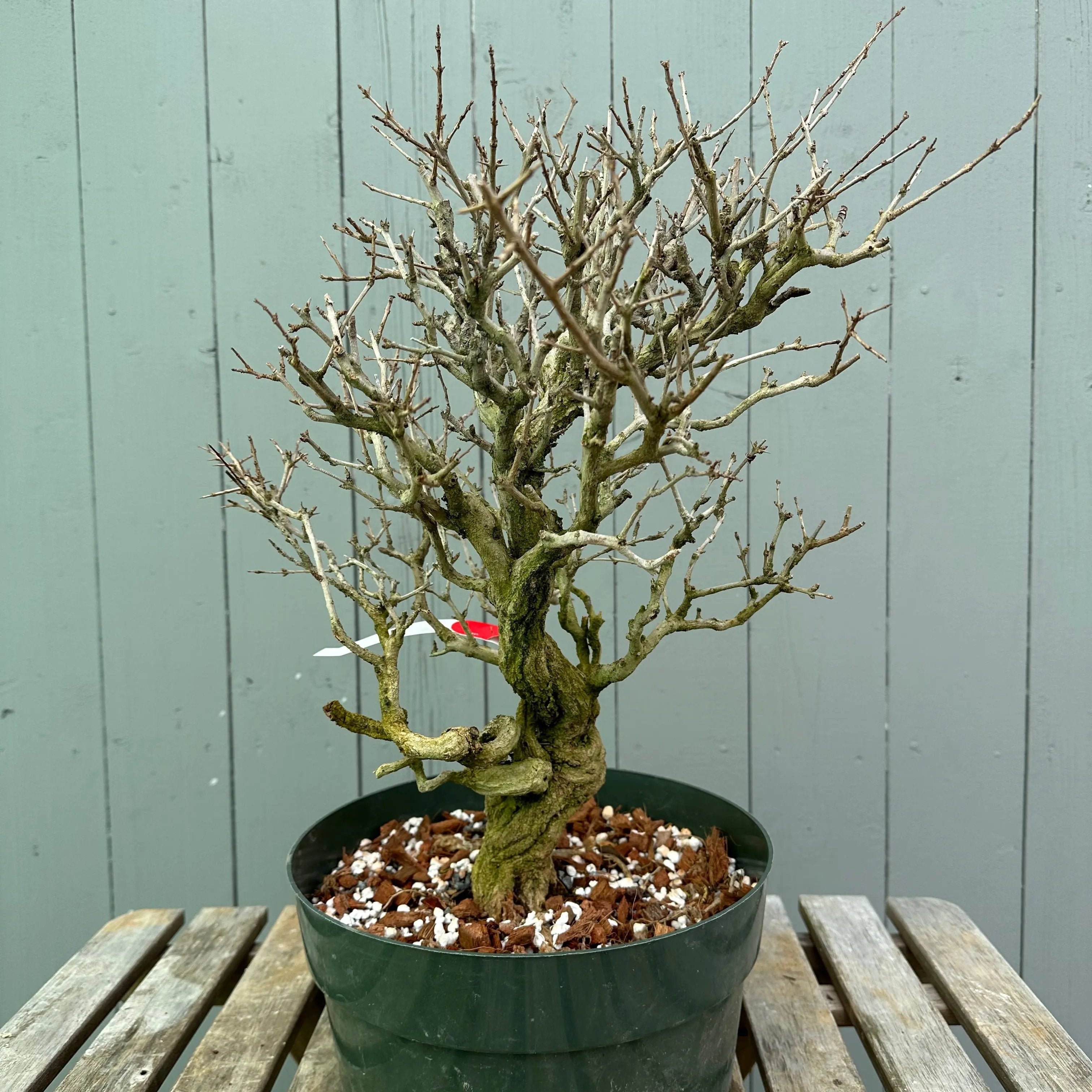 Pomegranate Neji-Kan Canada Bonsai