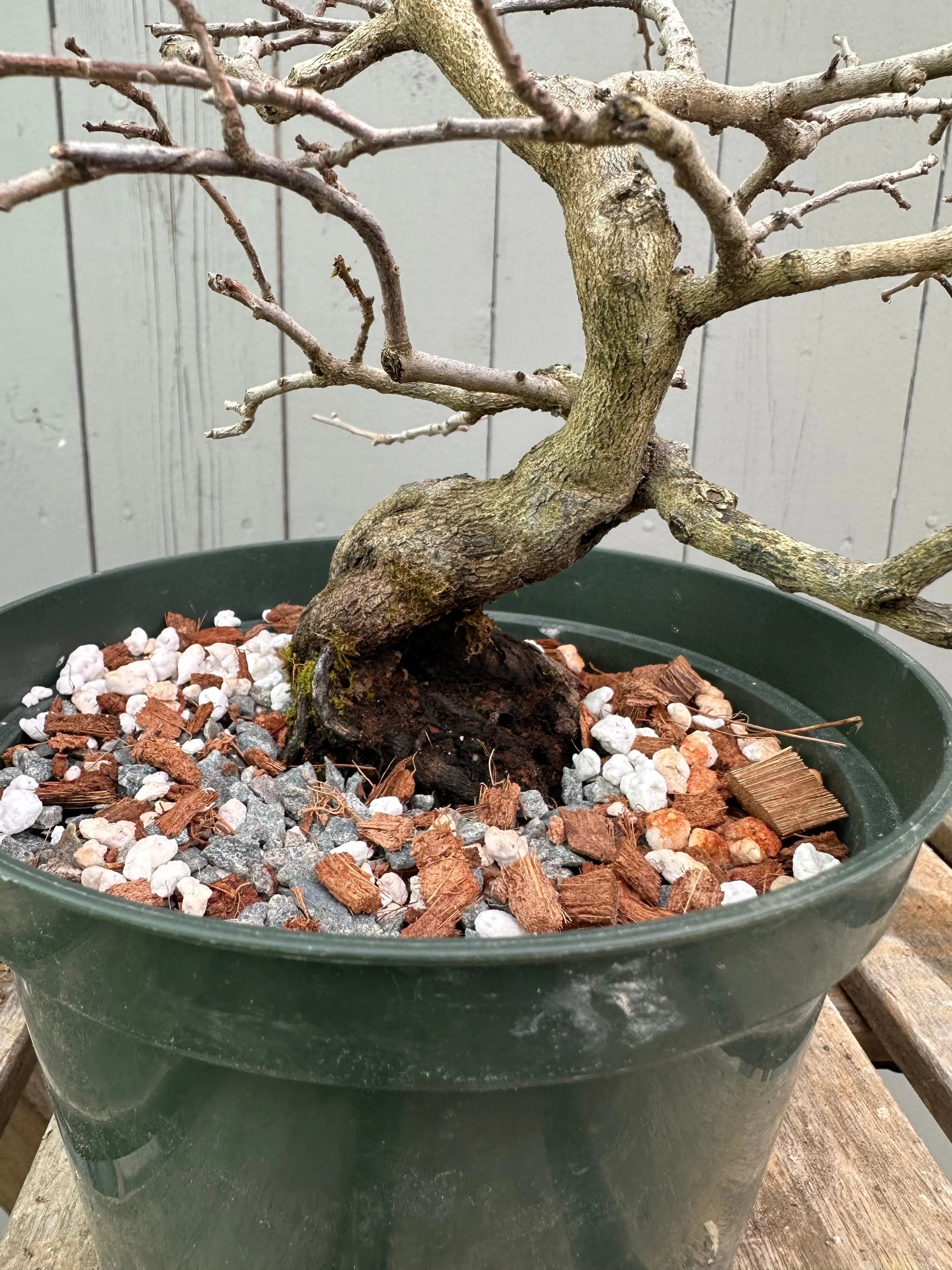 Princess Persimmon Canada Bonsai