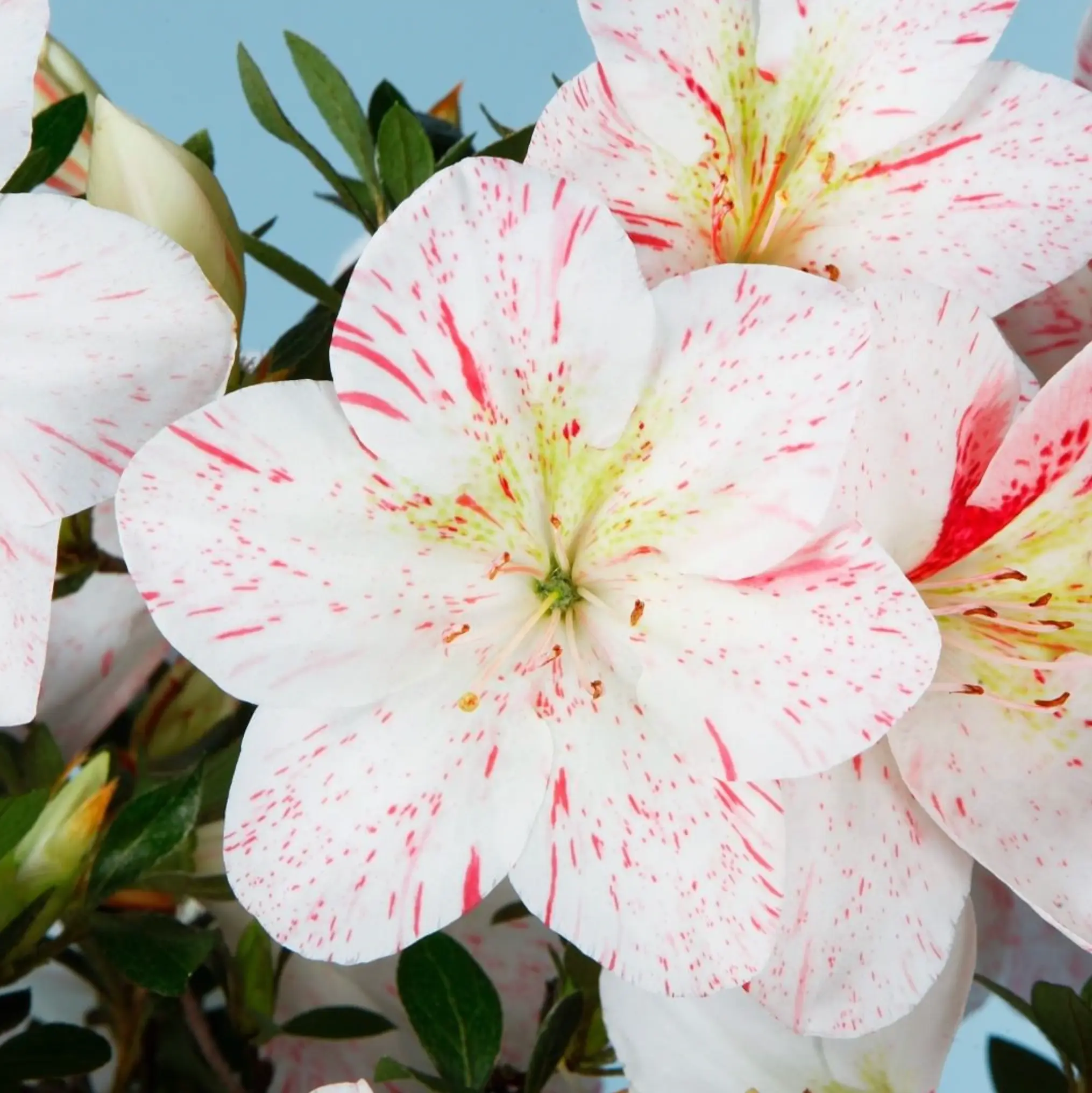 Satsuki 'Saishun' Canada Bonsai