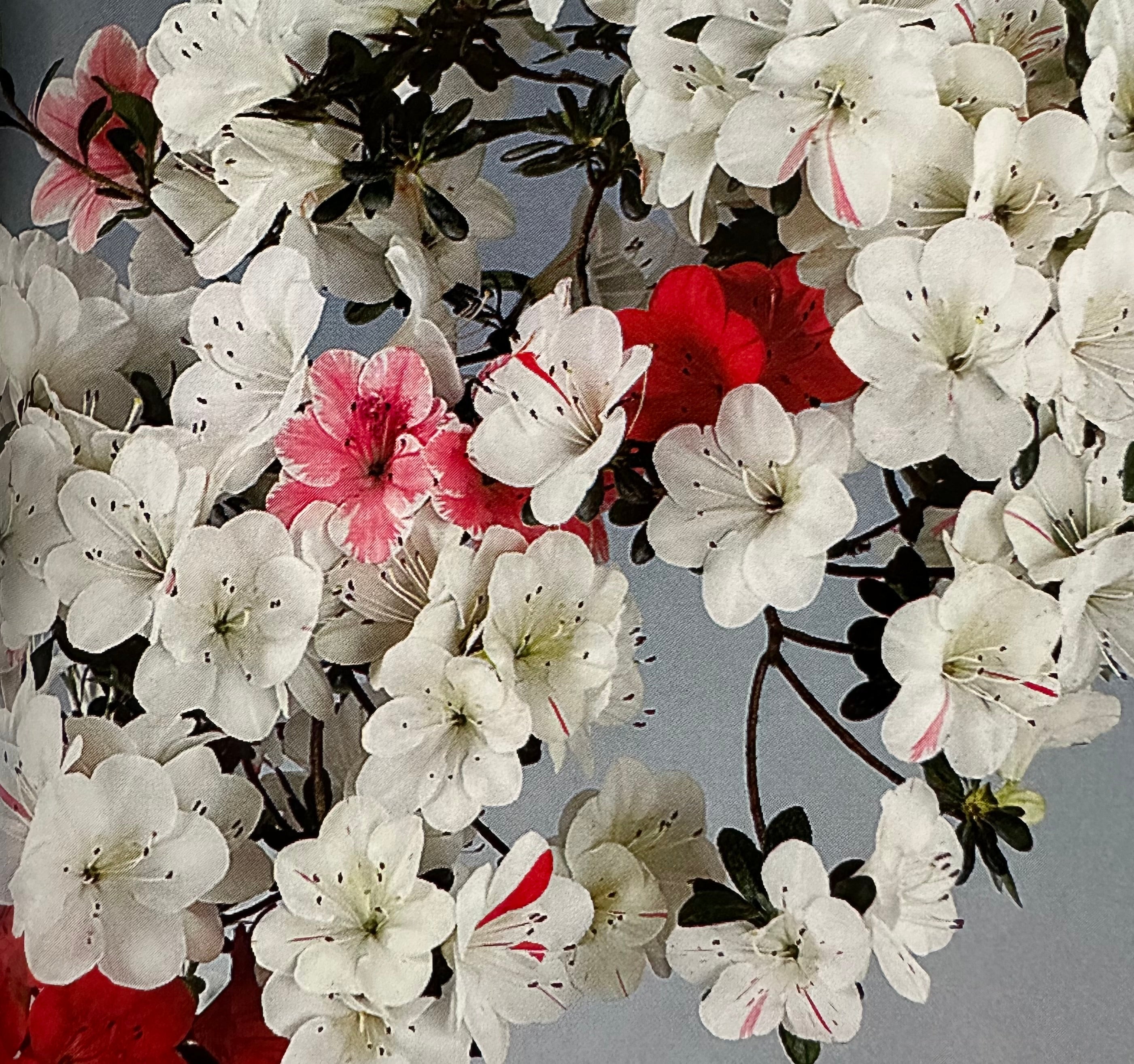 Satsuki 'Shiroihanakazari'