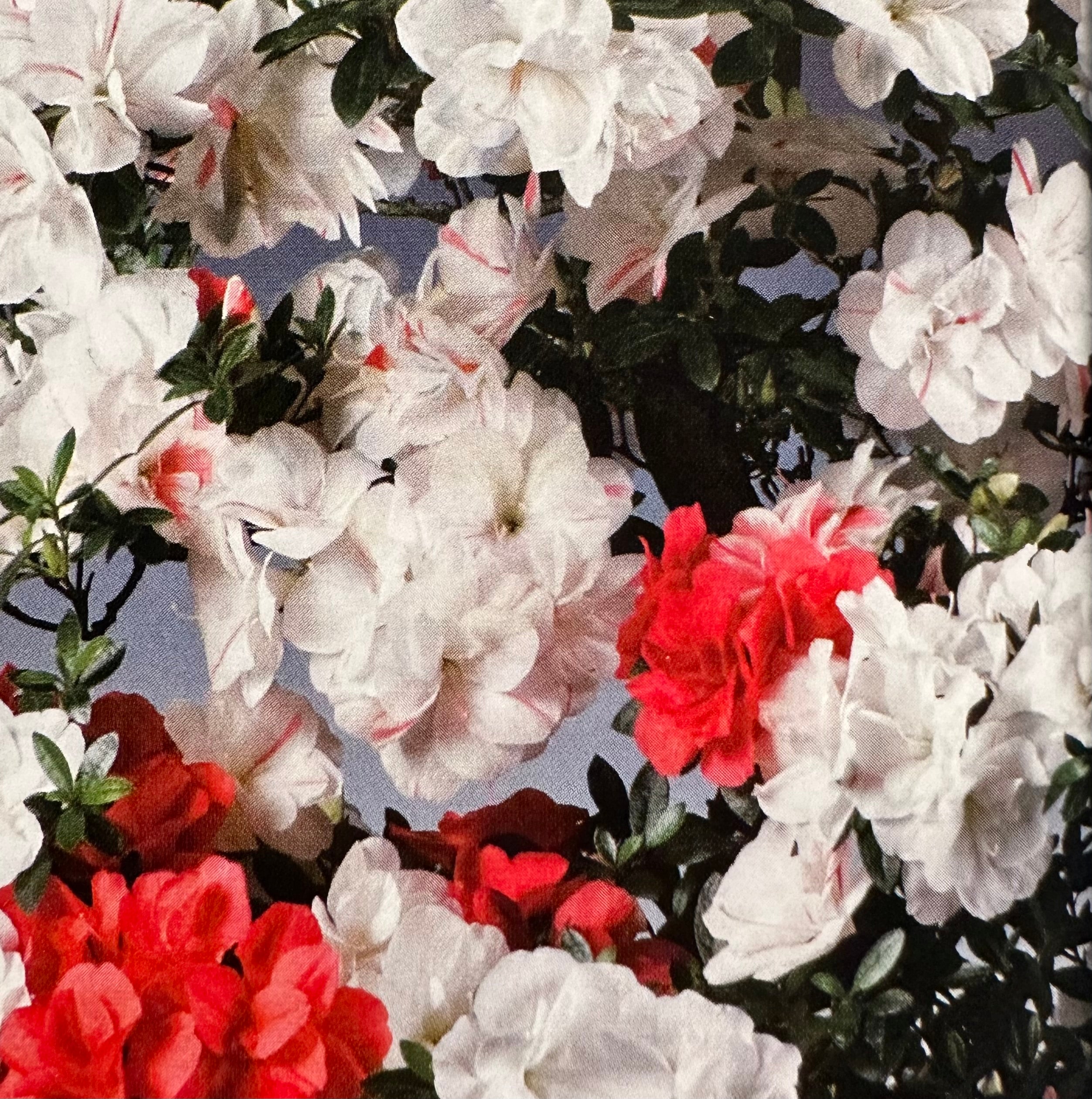 Satsuki 'Koto-no-mai'