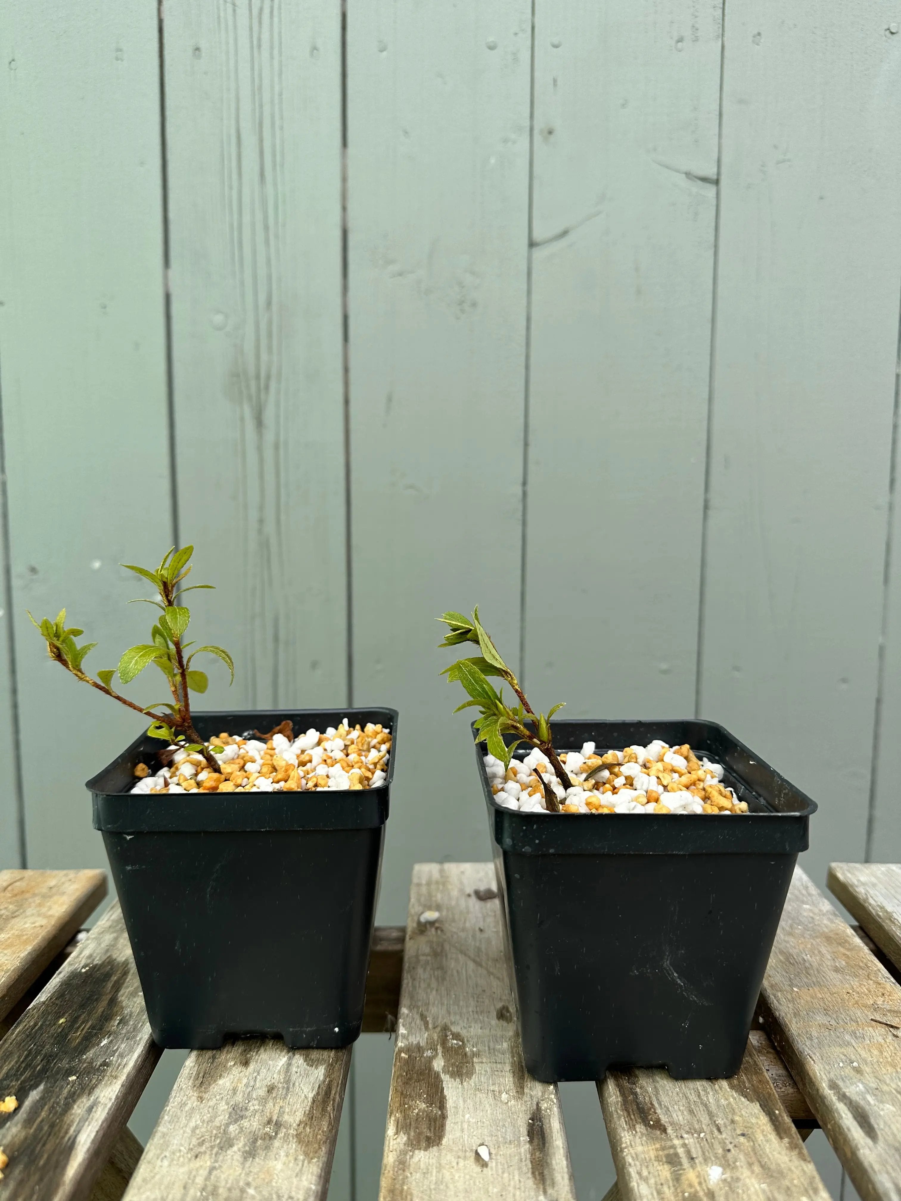 Satsuki Azalea 'Aoi No Hikari' Canada Bonsai