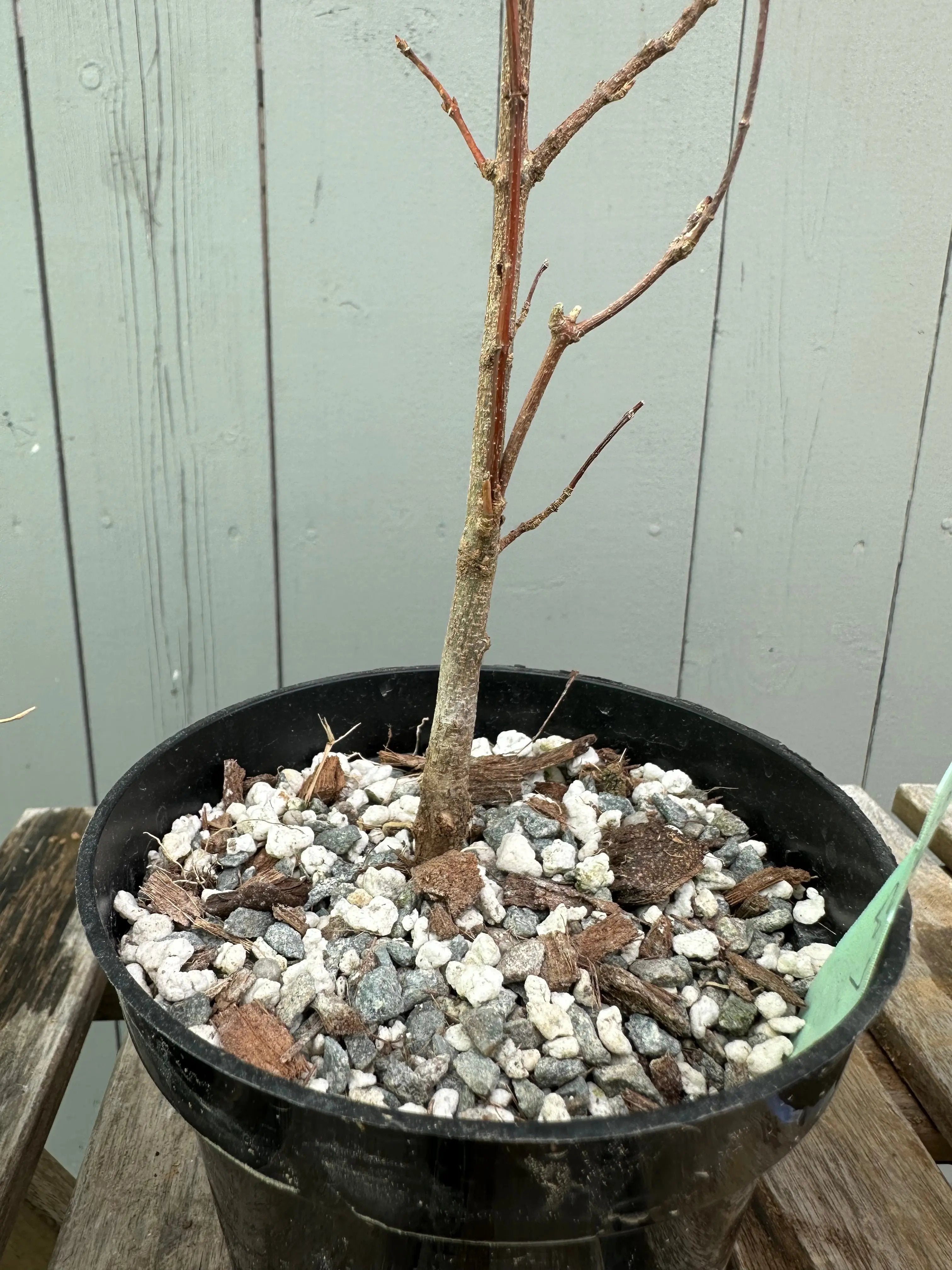 Trident Maple 'Fuyo-en' Canada Bonsai
