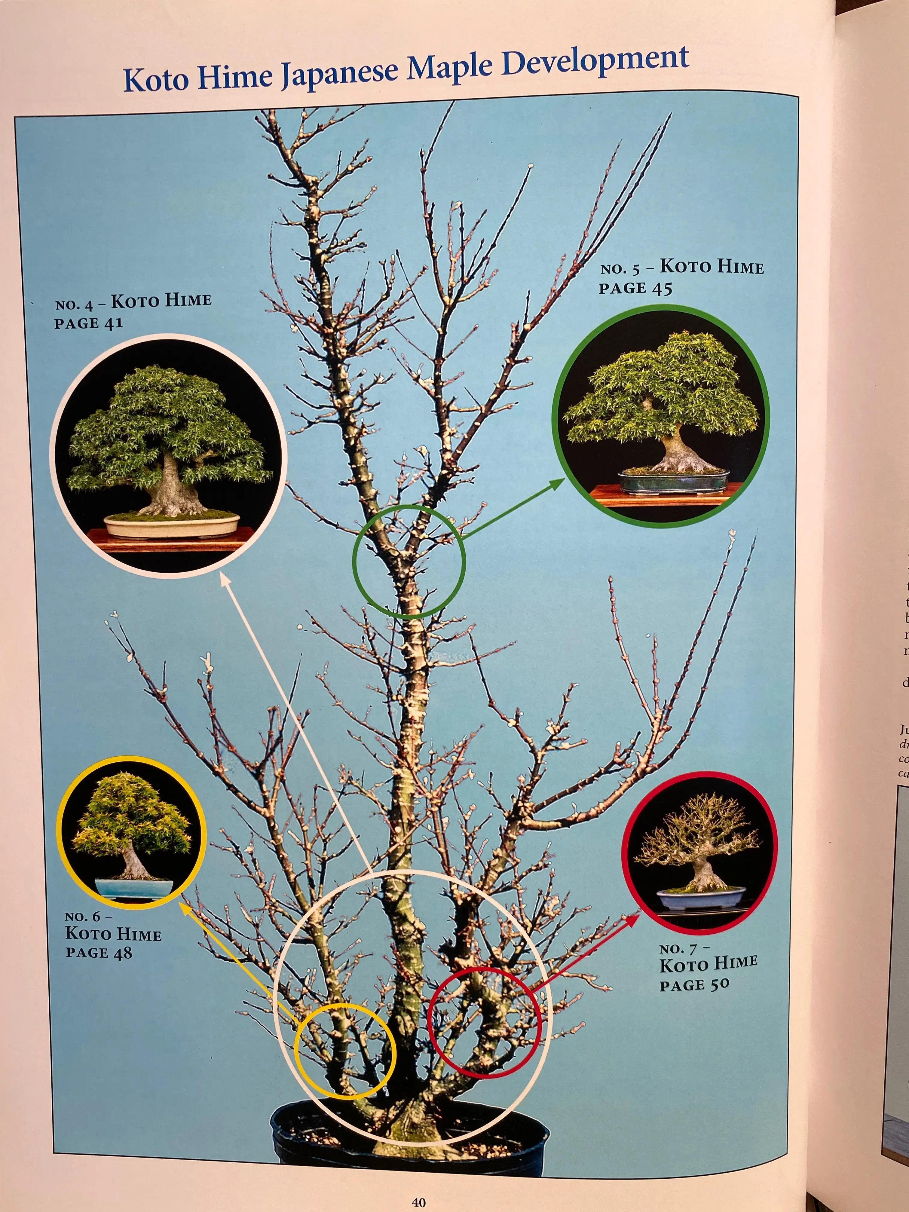 Classical Bonsai Art (signed) CB Books